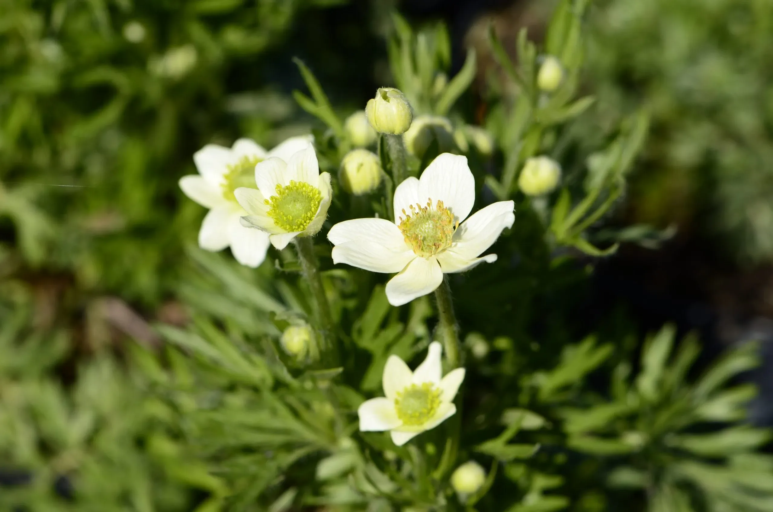 Anemone multifida ‘Annabella White’