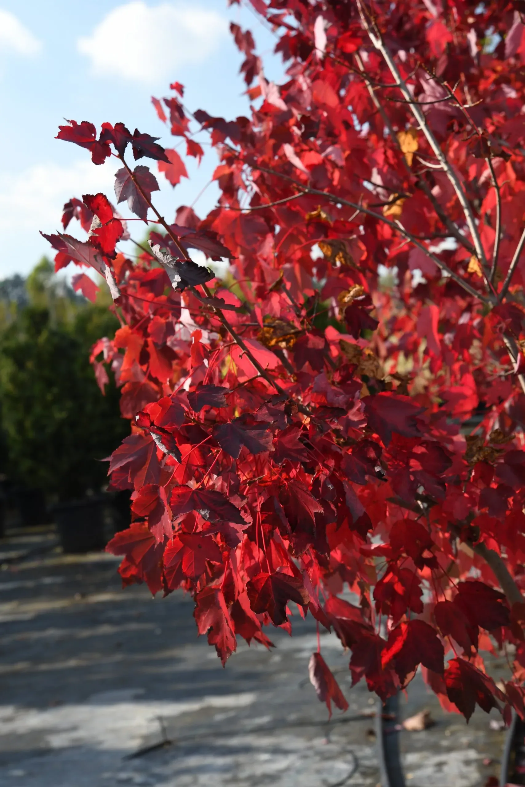Acero rosso 'October Glory'