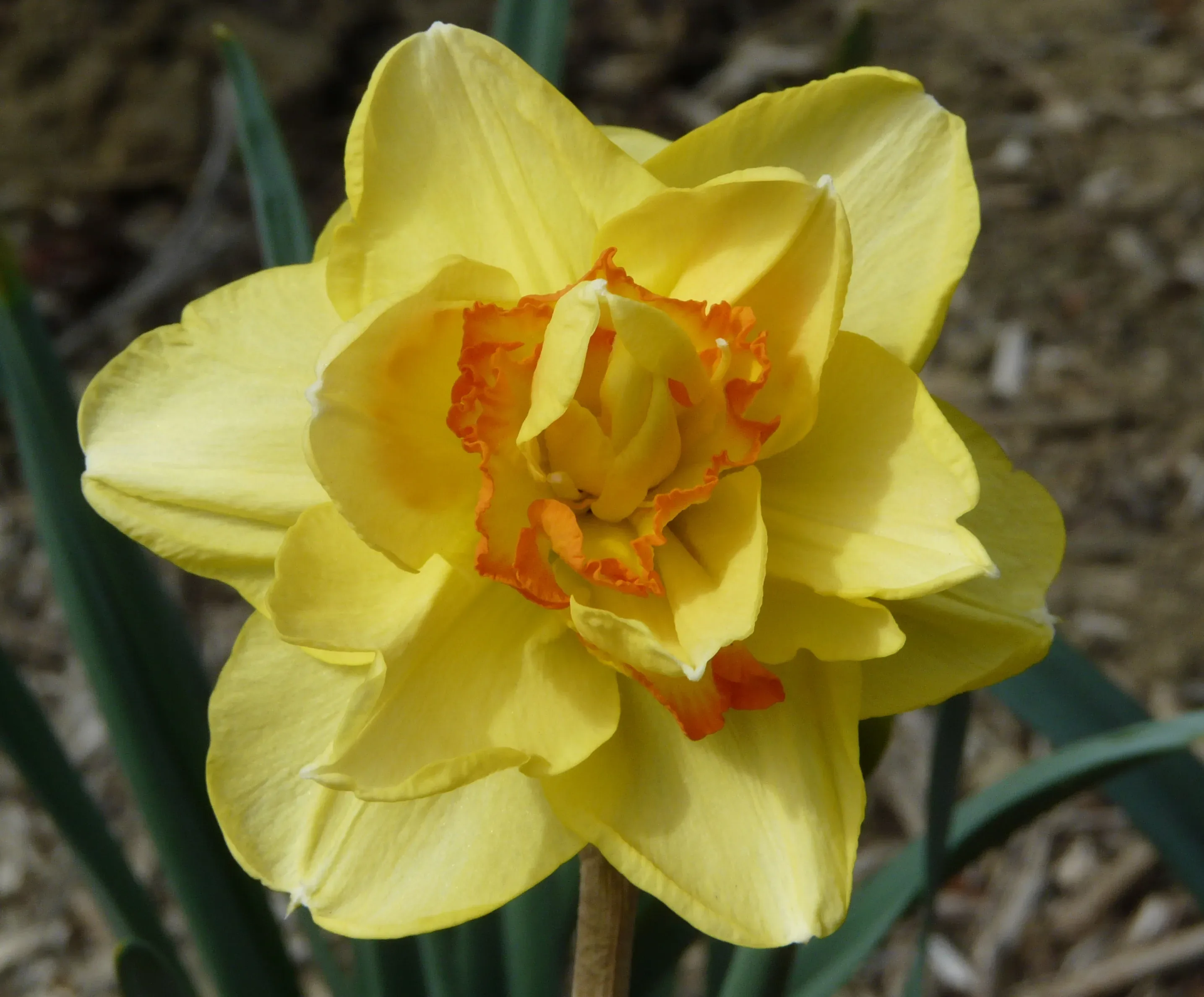 Narciso