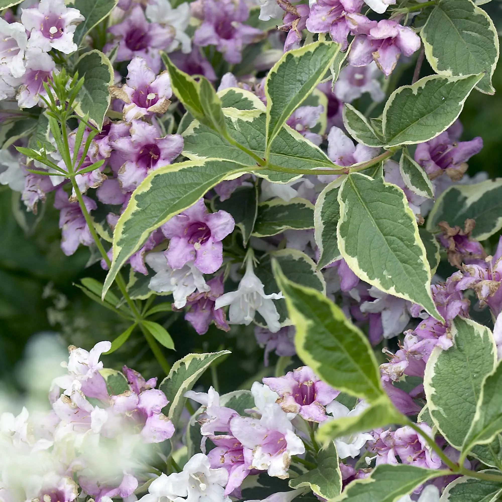Weigela Nana Variegata