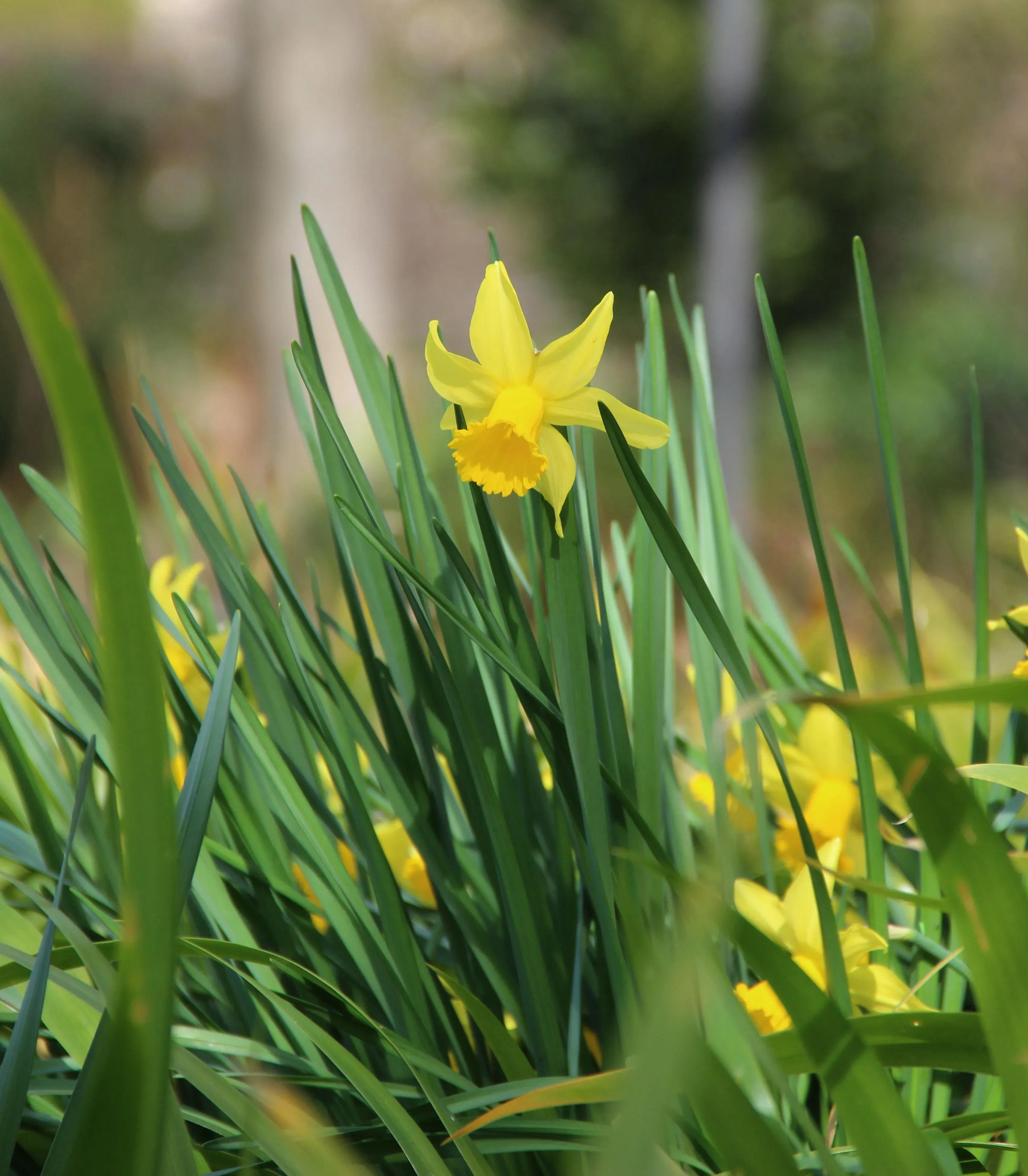 Narciso