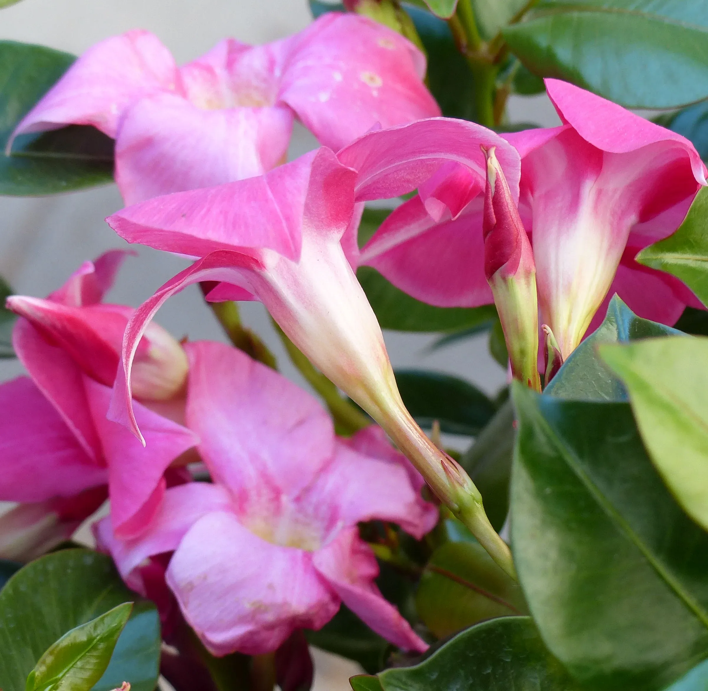 Mandevilla