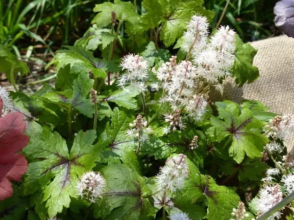 Tiarella