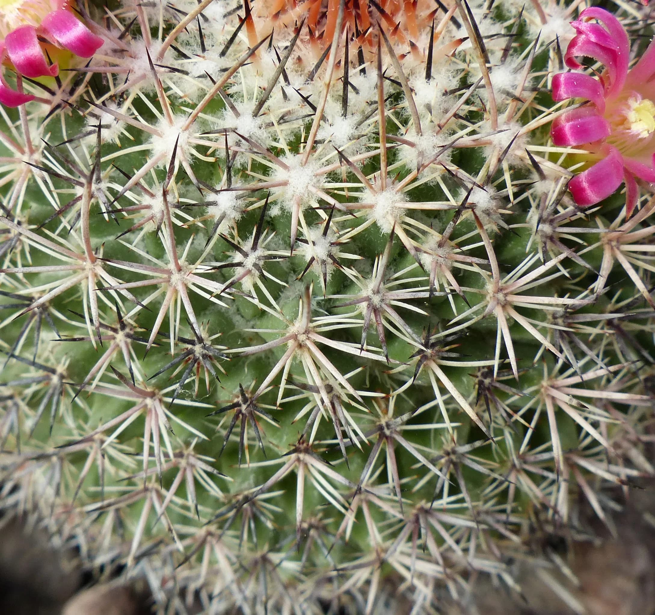Mammillaria