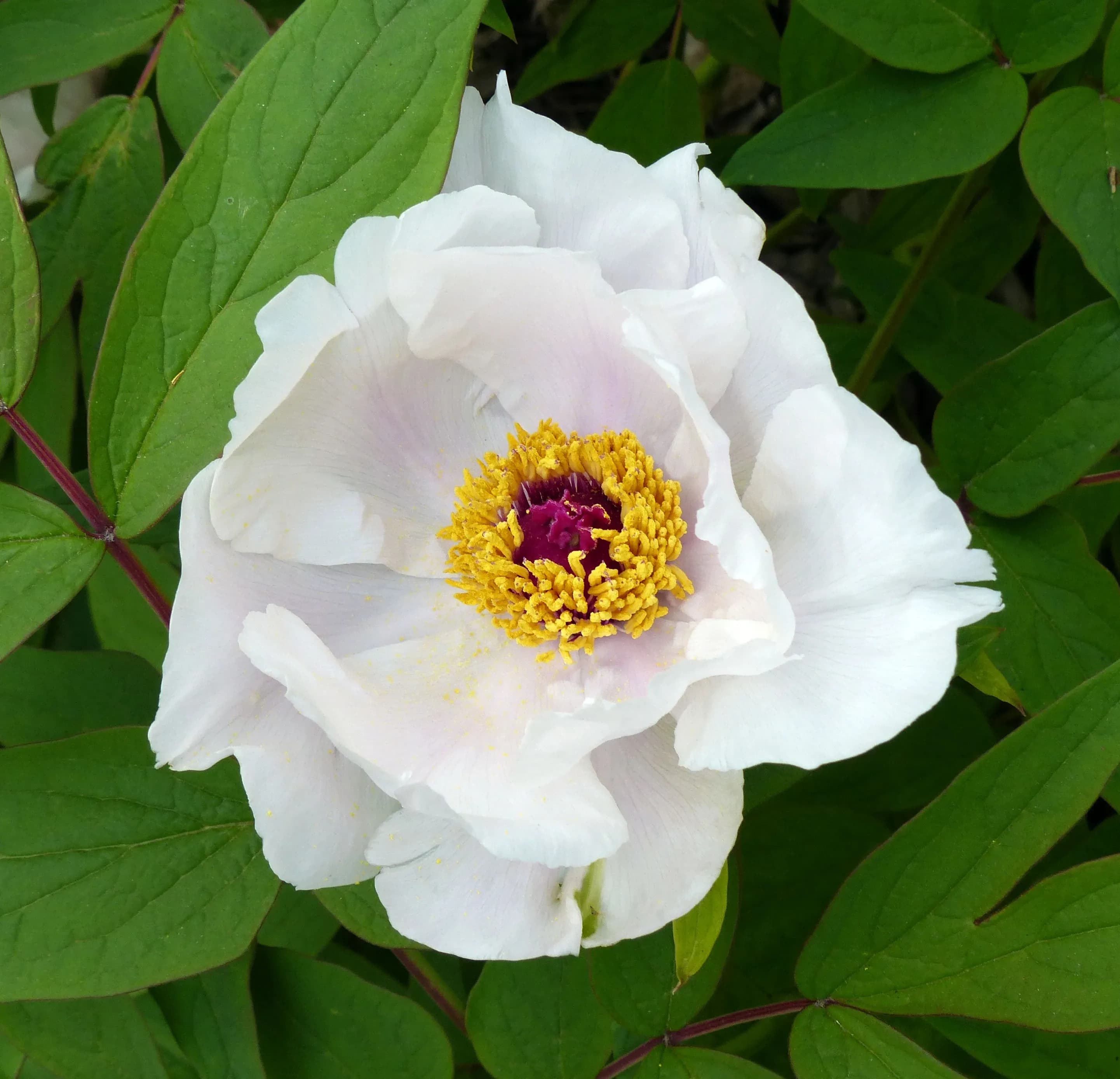 Peonia