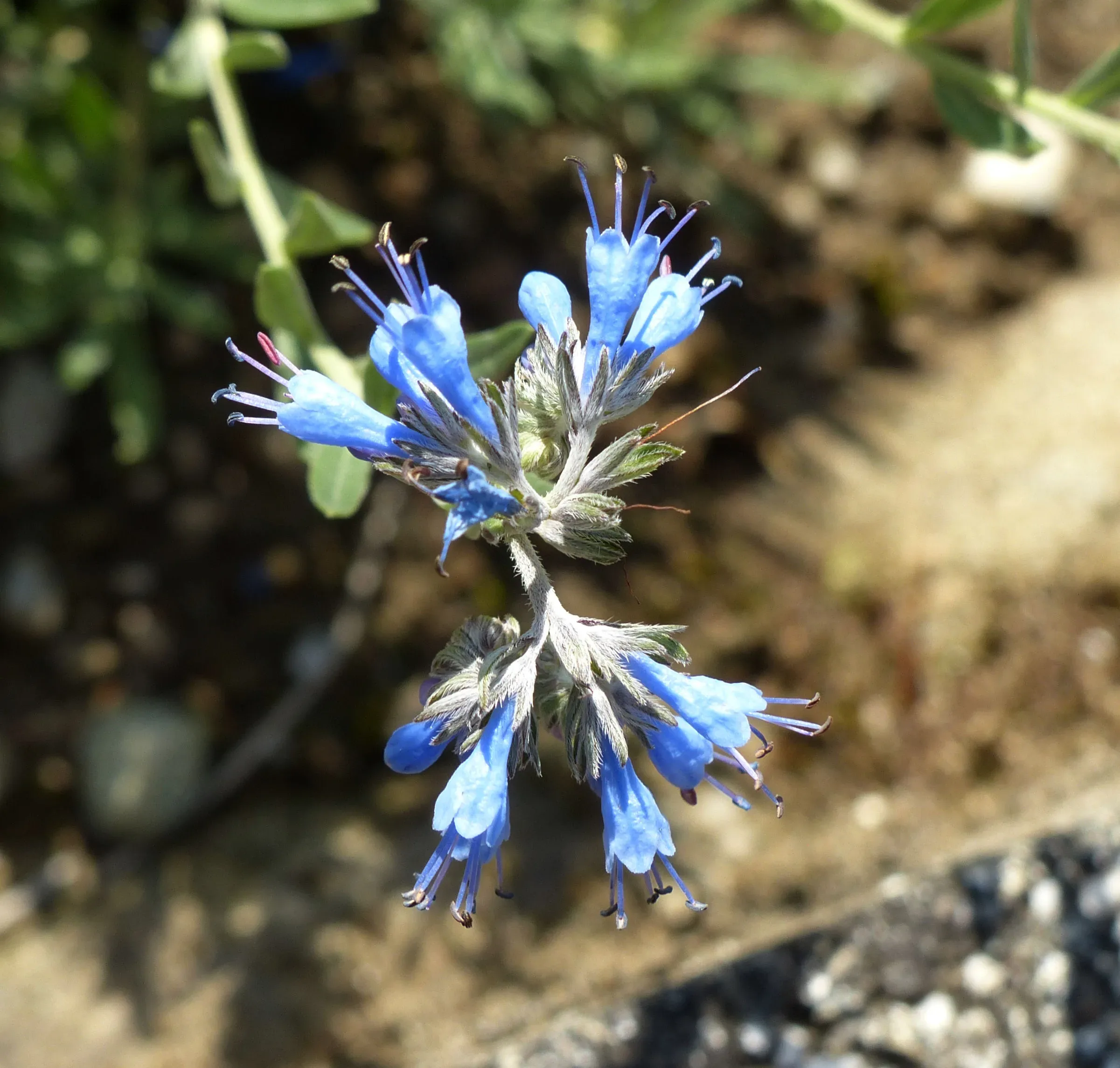 Moltkia
