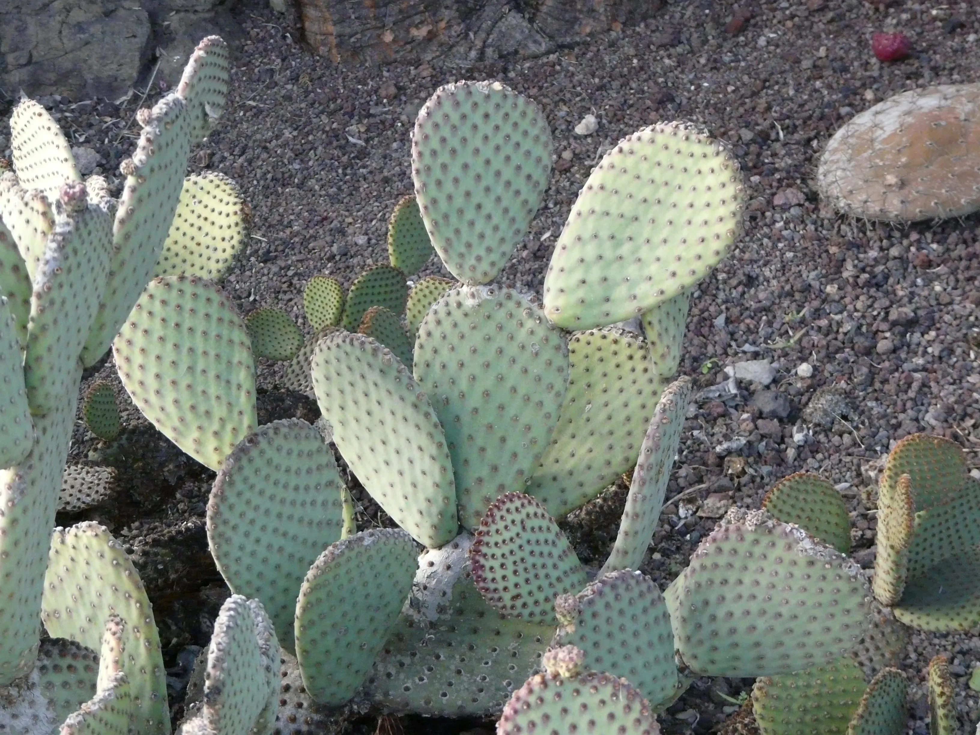 Opunzia coda di castoro