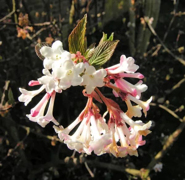 Viburno plicato ‘Mary Milton’