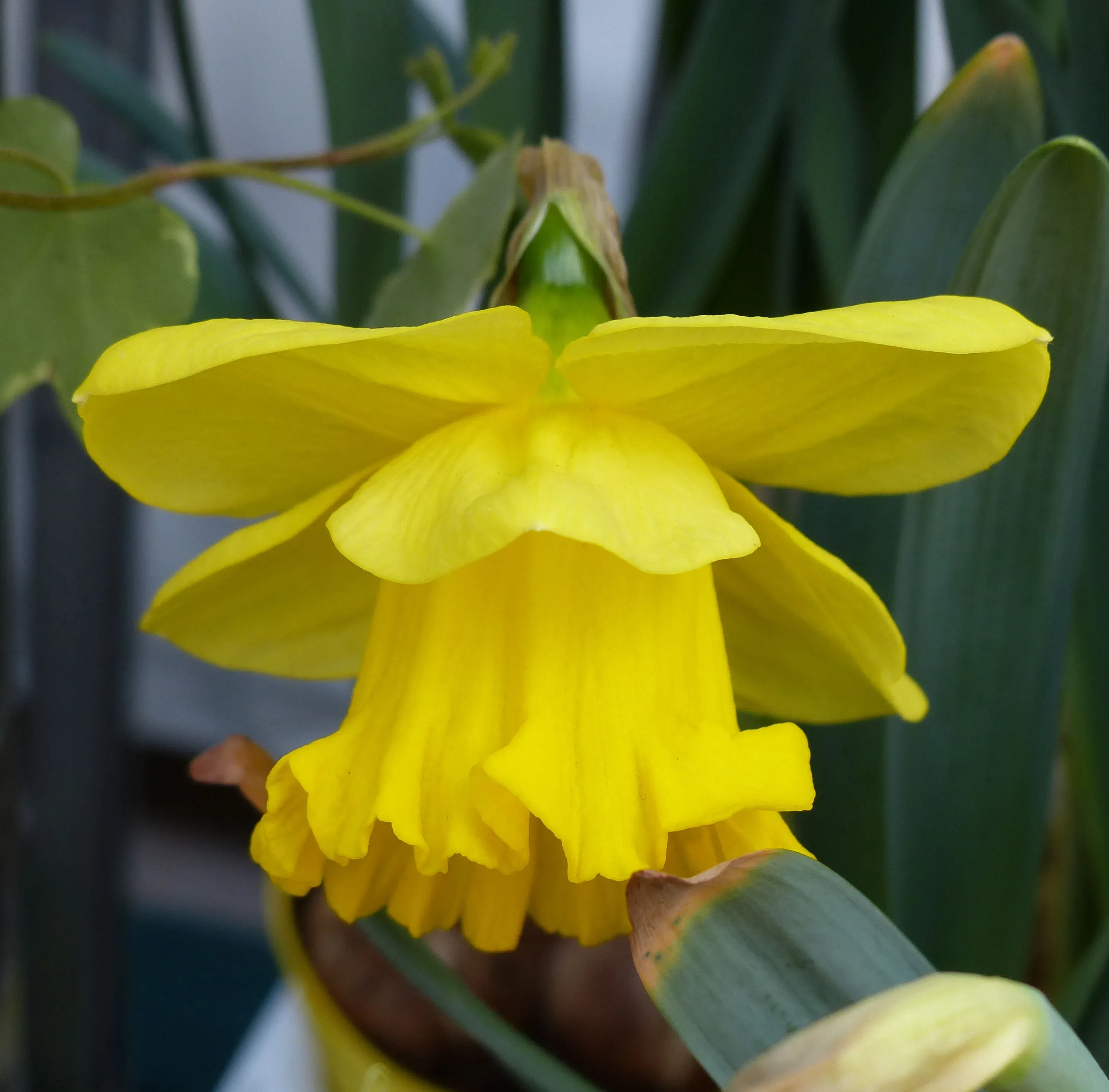 Narciso cultivar 'Gold Medal'