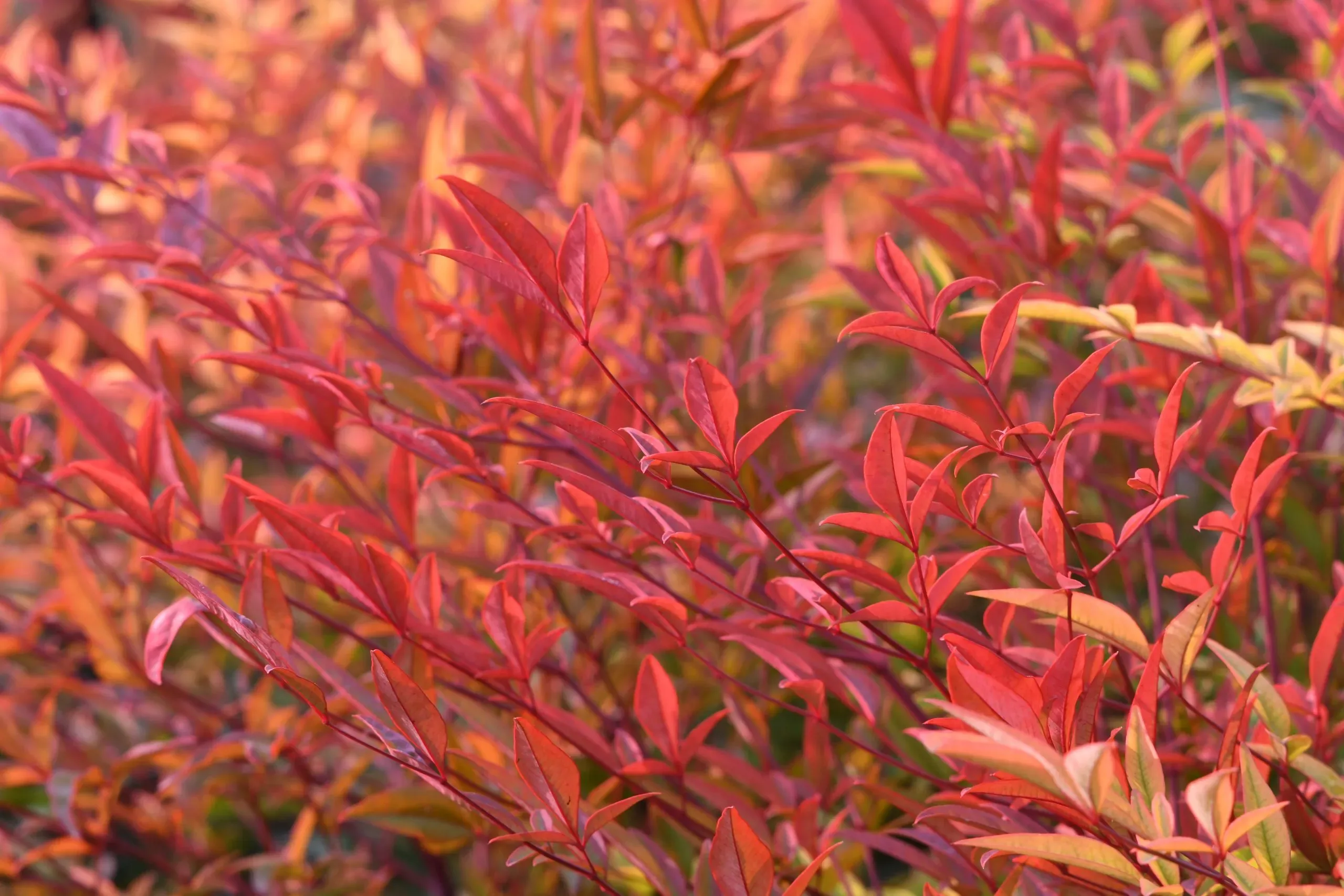Nandina (bambù sacro)
