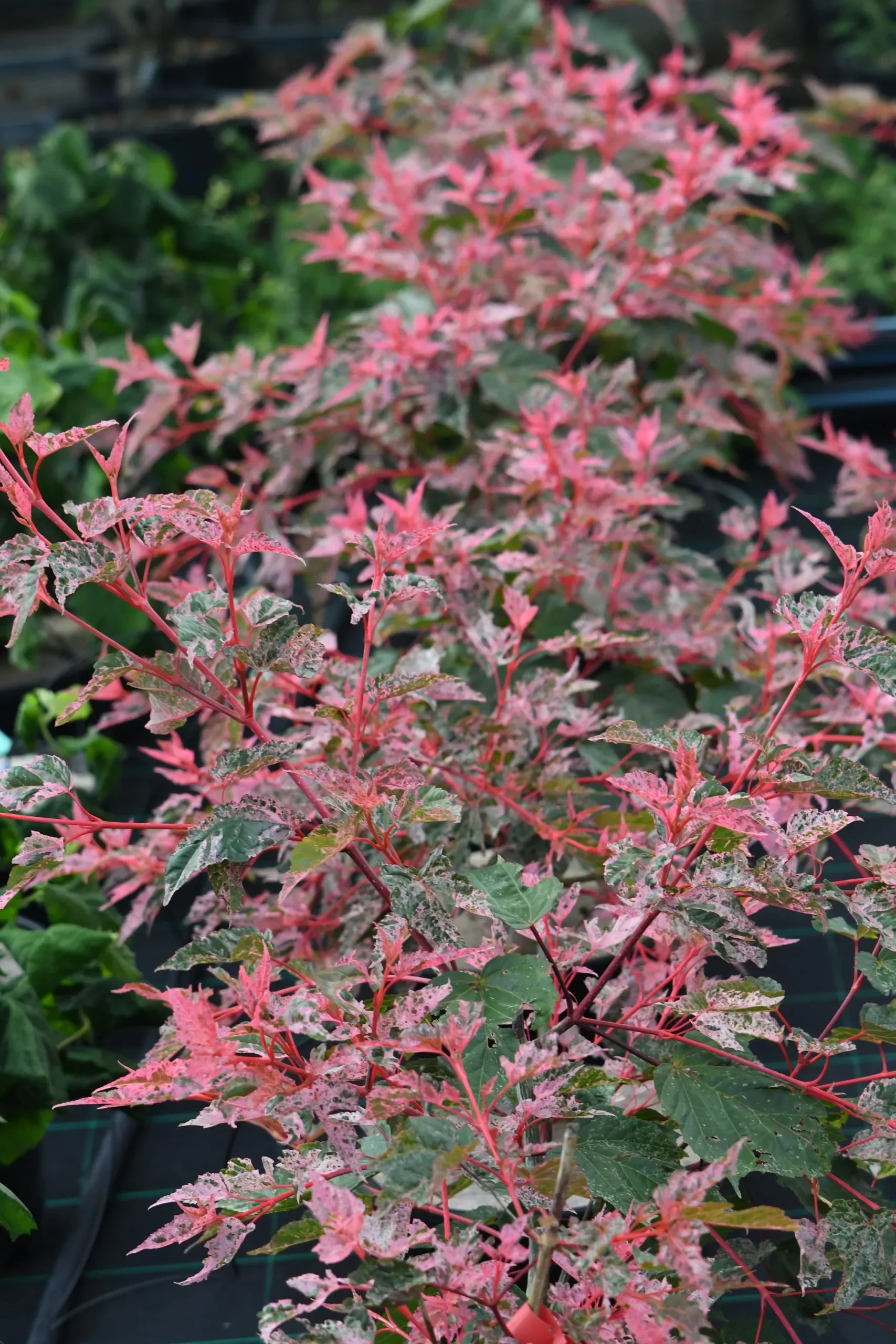 Acero conspicuum 'Red Flamingo'