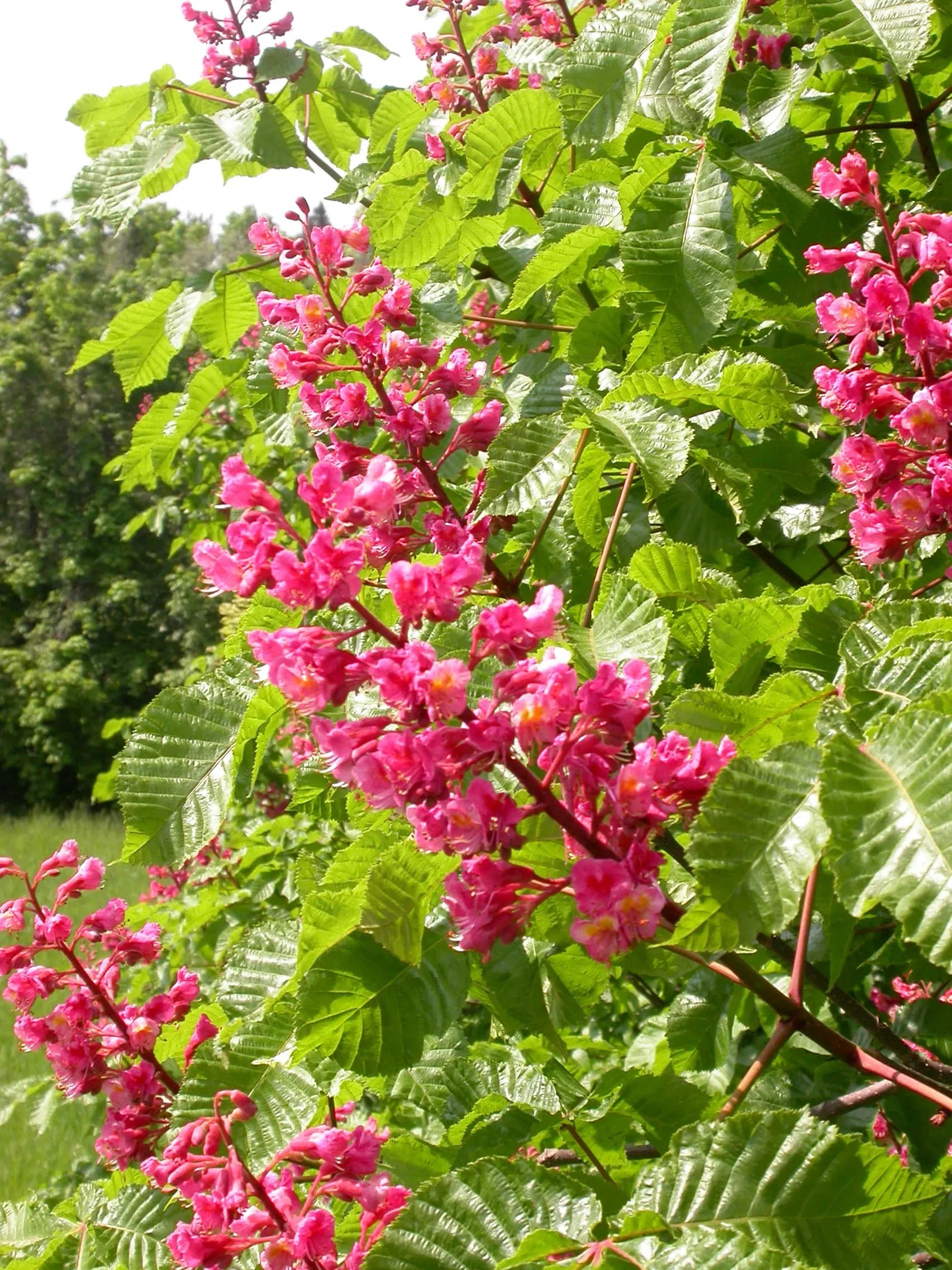 Ippocastano rosso 'Briotii'