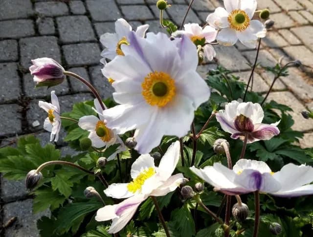 Anemone 'Elfin Swan'