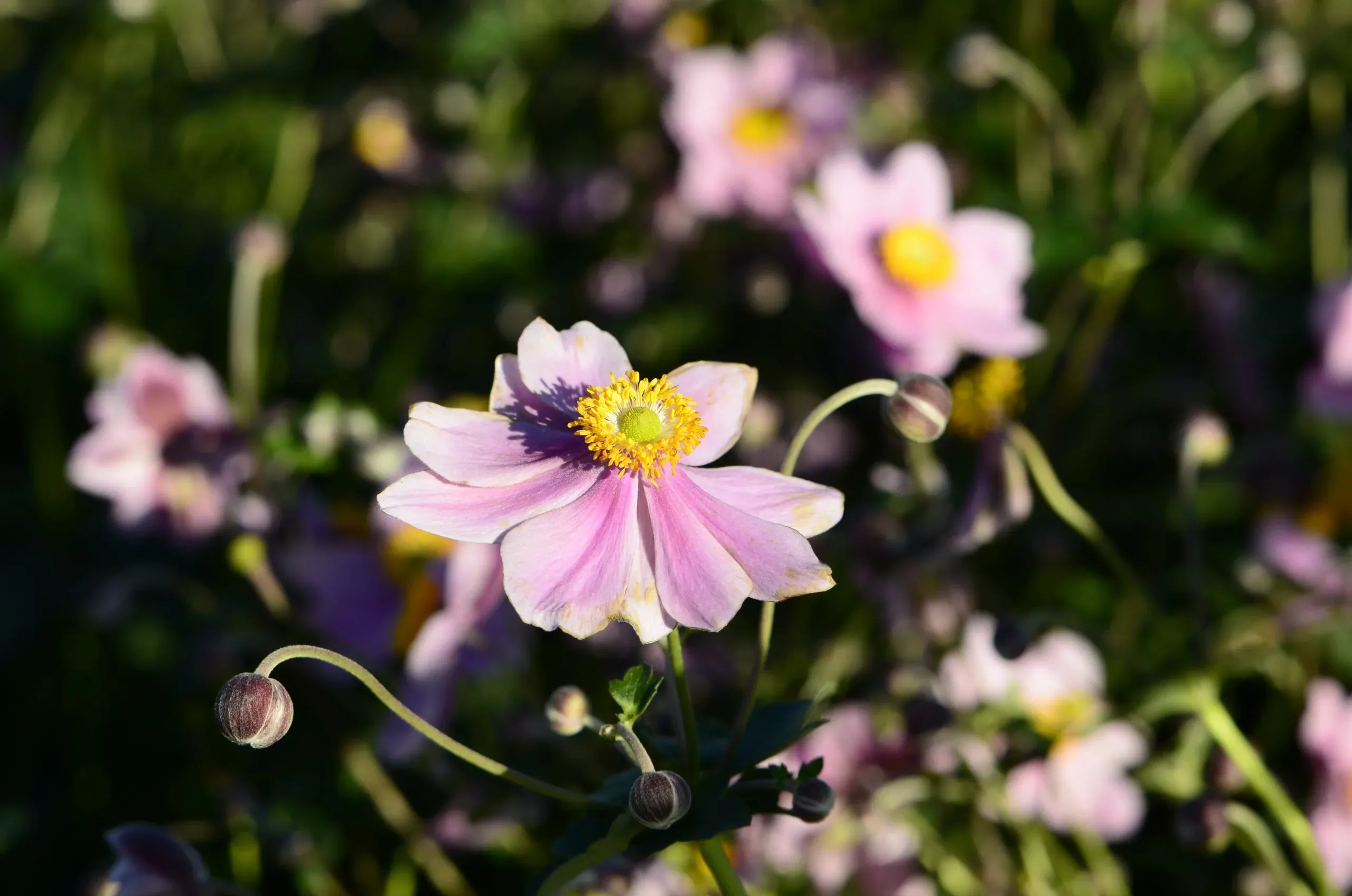 Anemone x hybrida ‘Serenade’