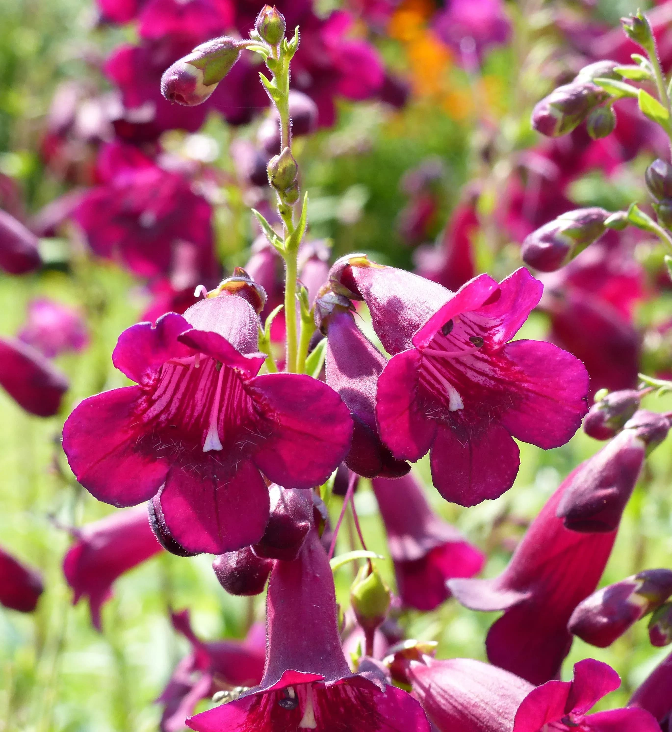 Penstemon