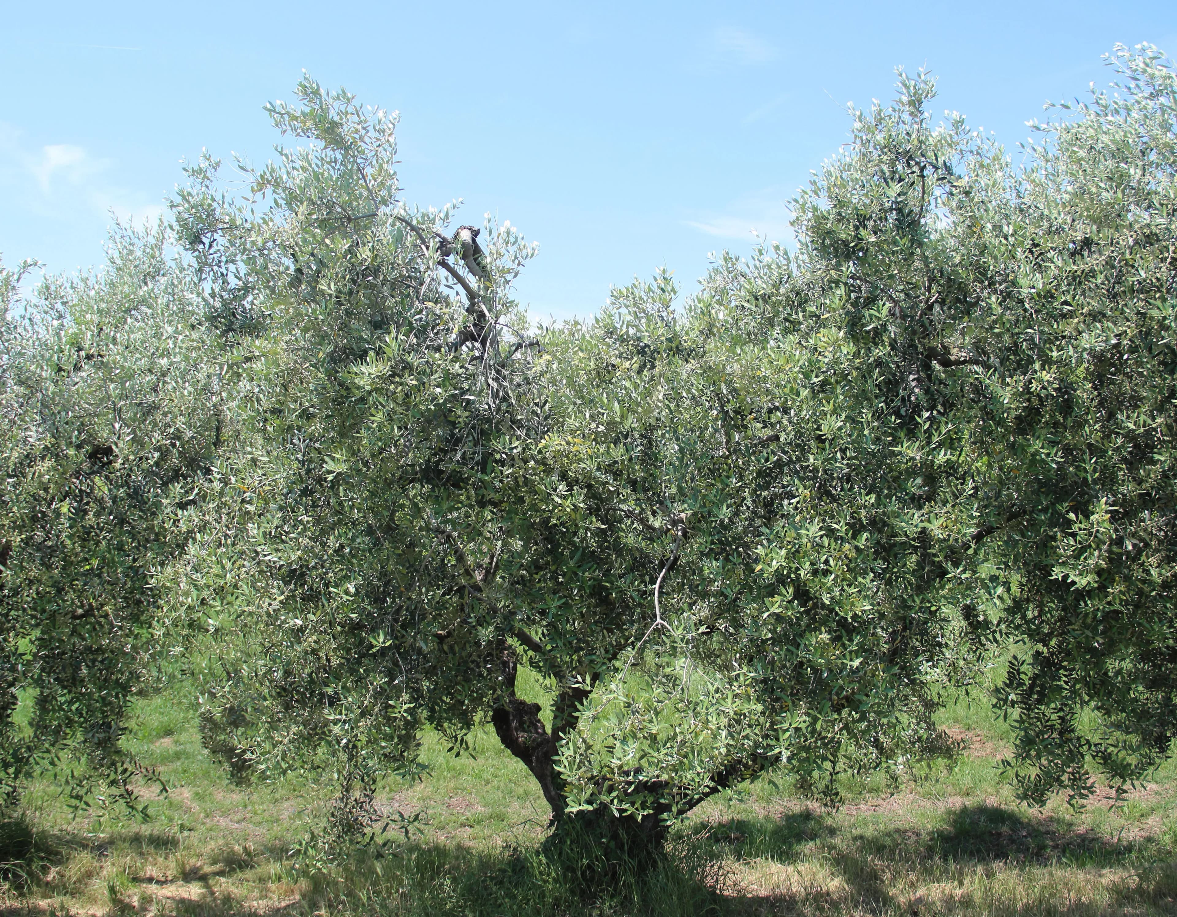 Olivo