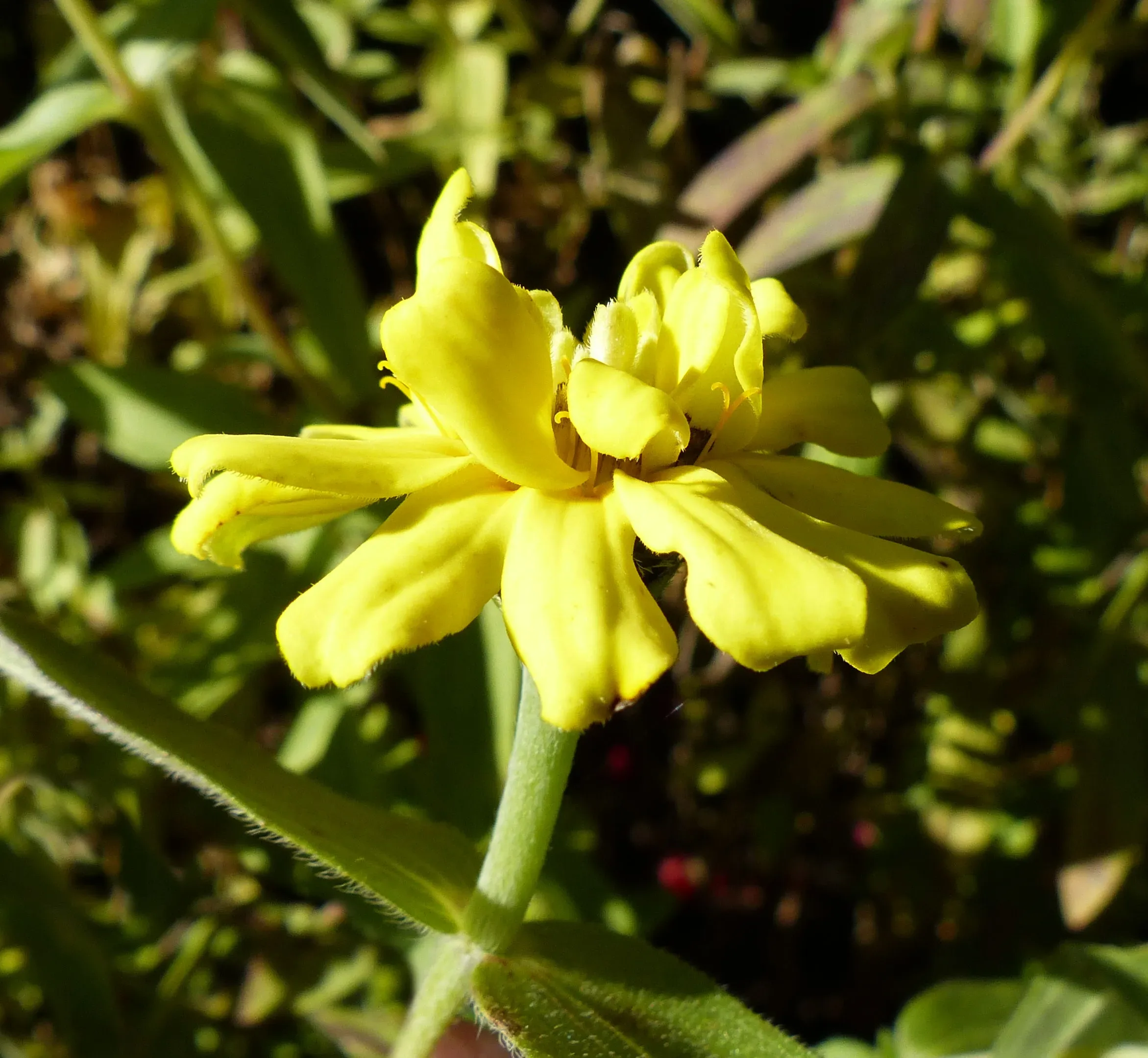 Zinnia cultivar