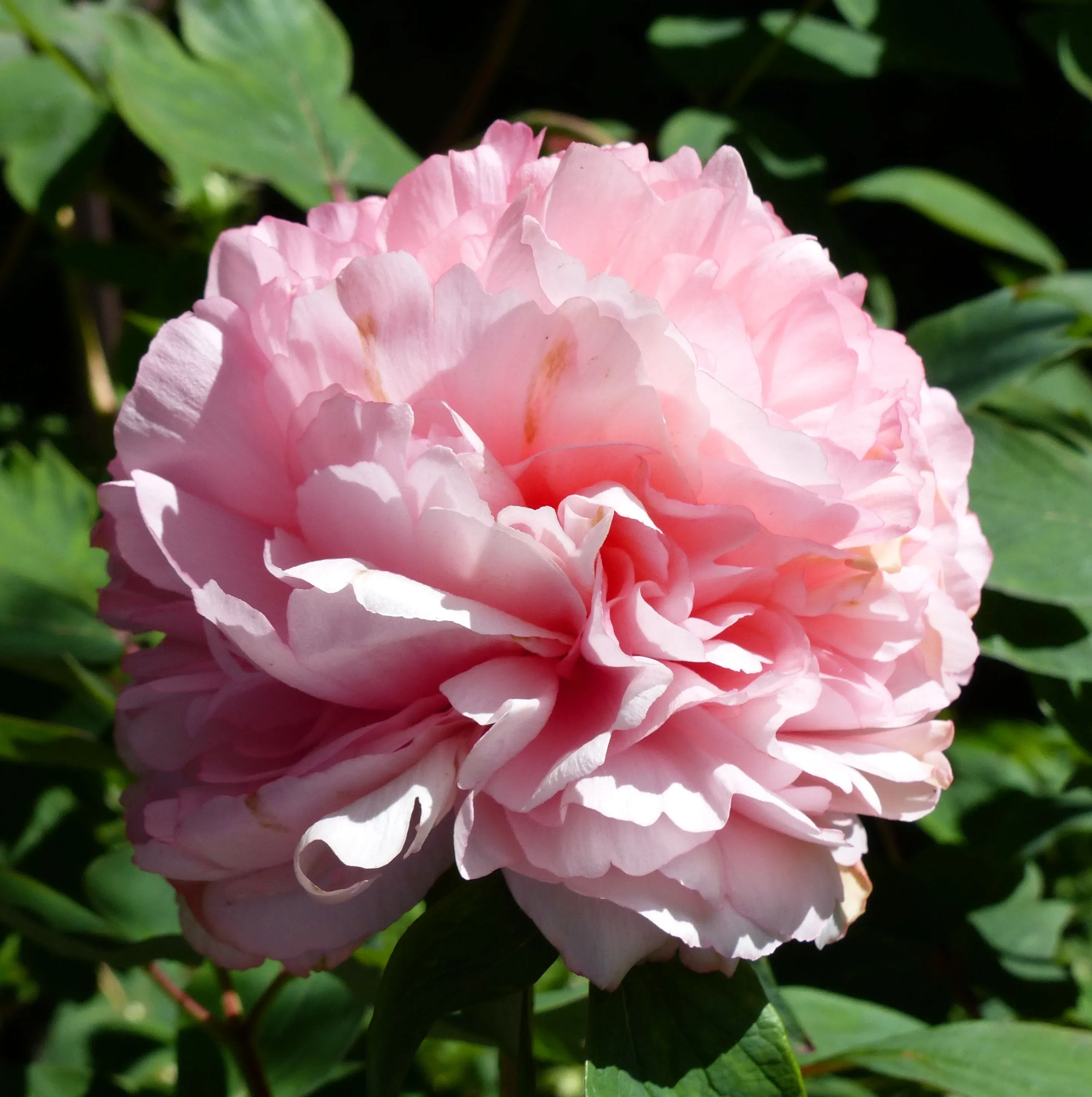 Peonia