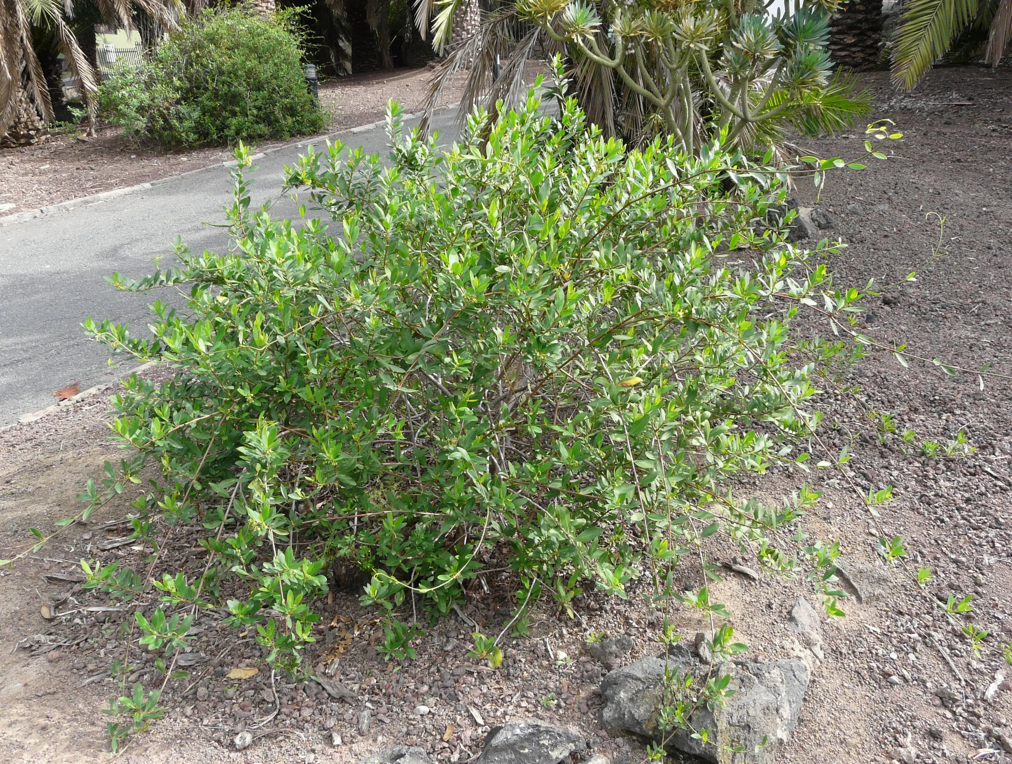 Periploca