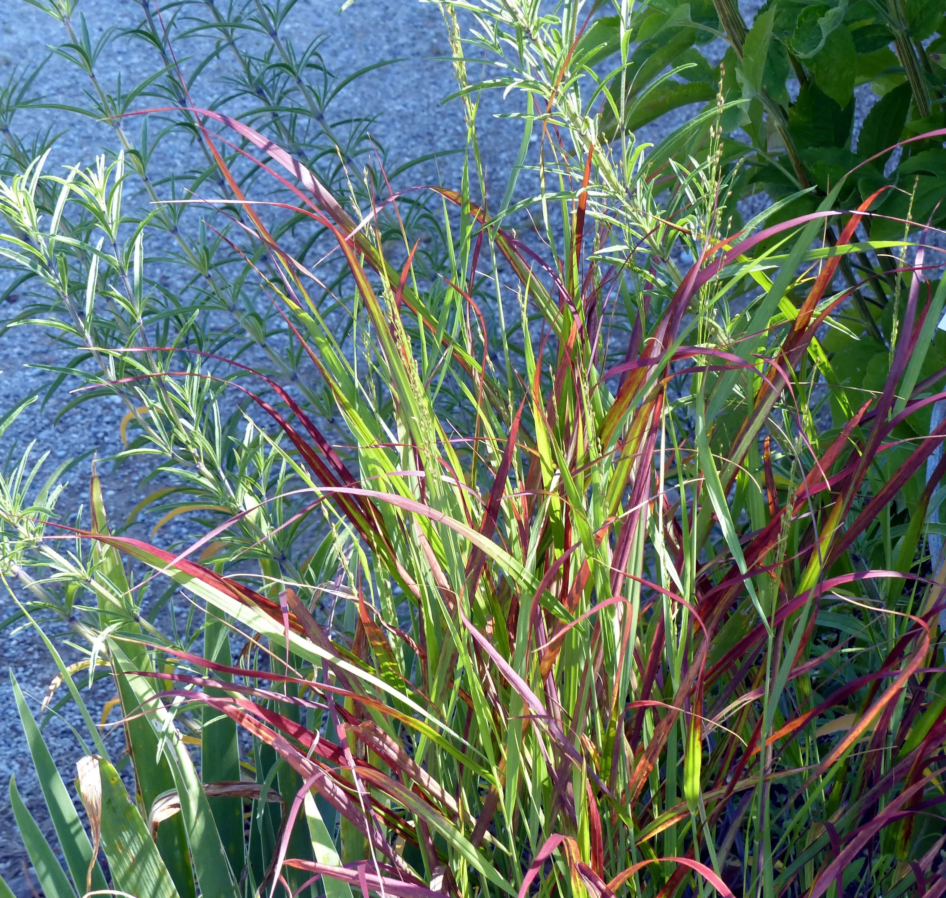 Panicum