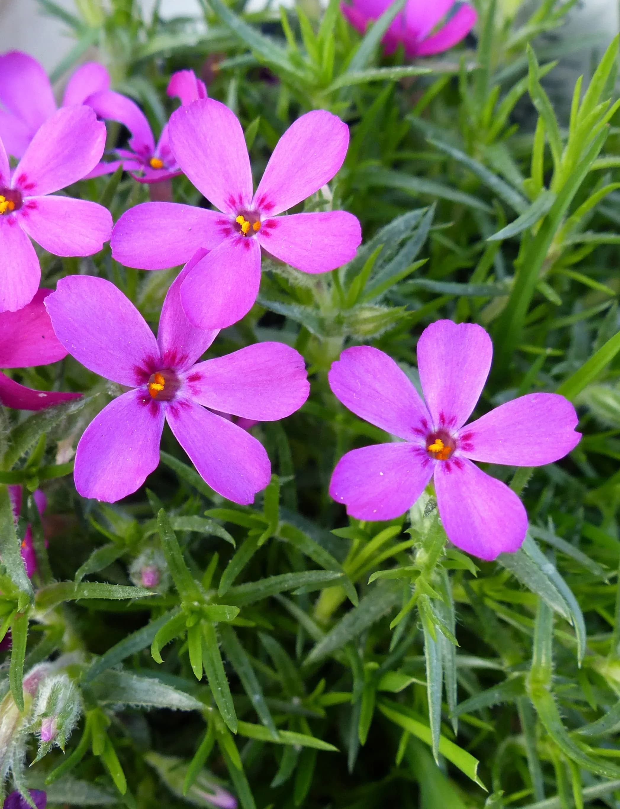 Flox di Douglas
