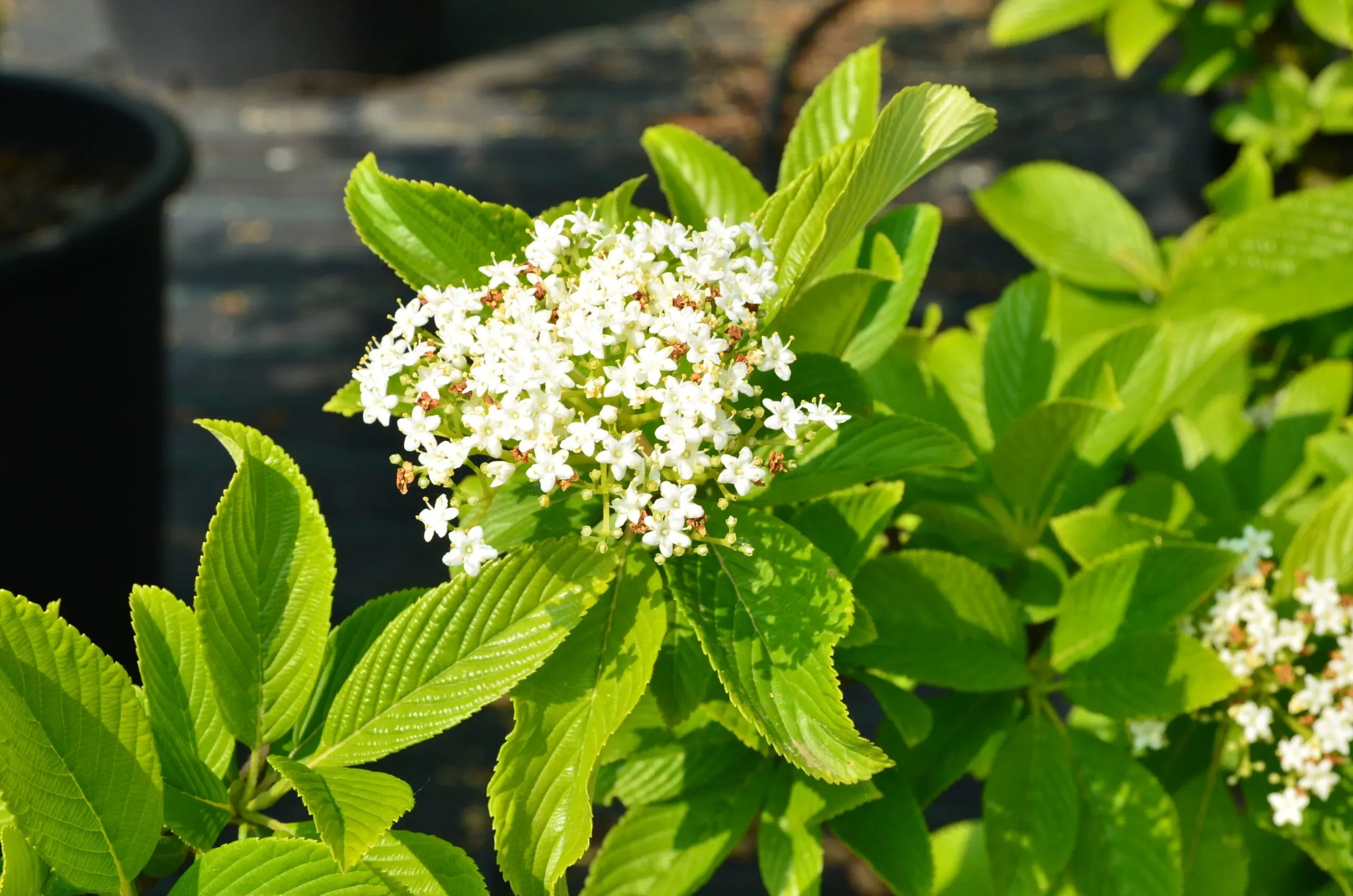 Viburnum sieboldii