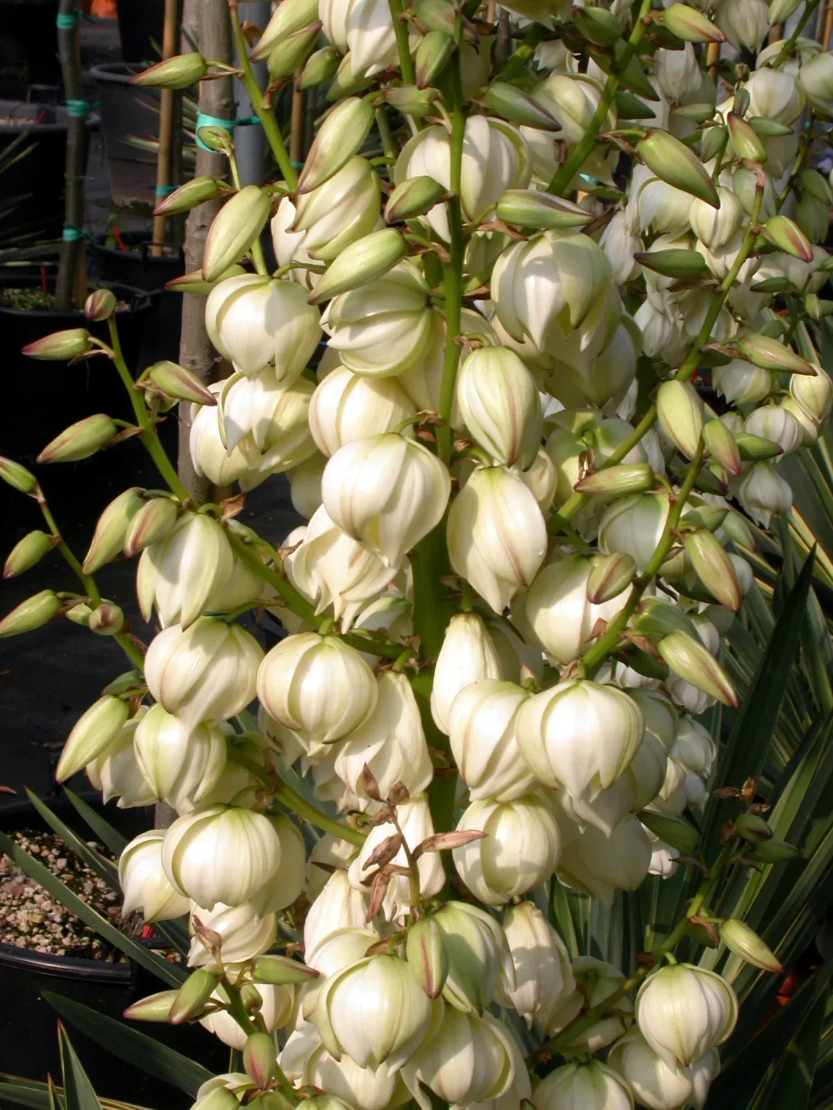 Yucca gloriosa 'Variegata'