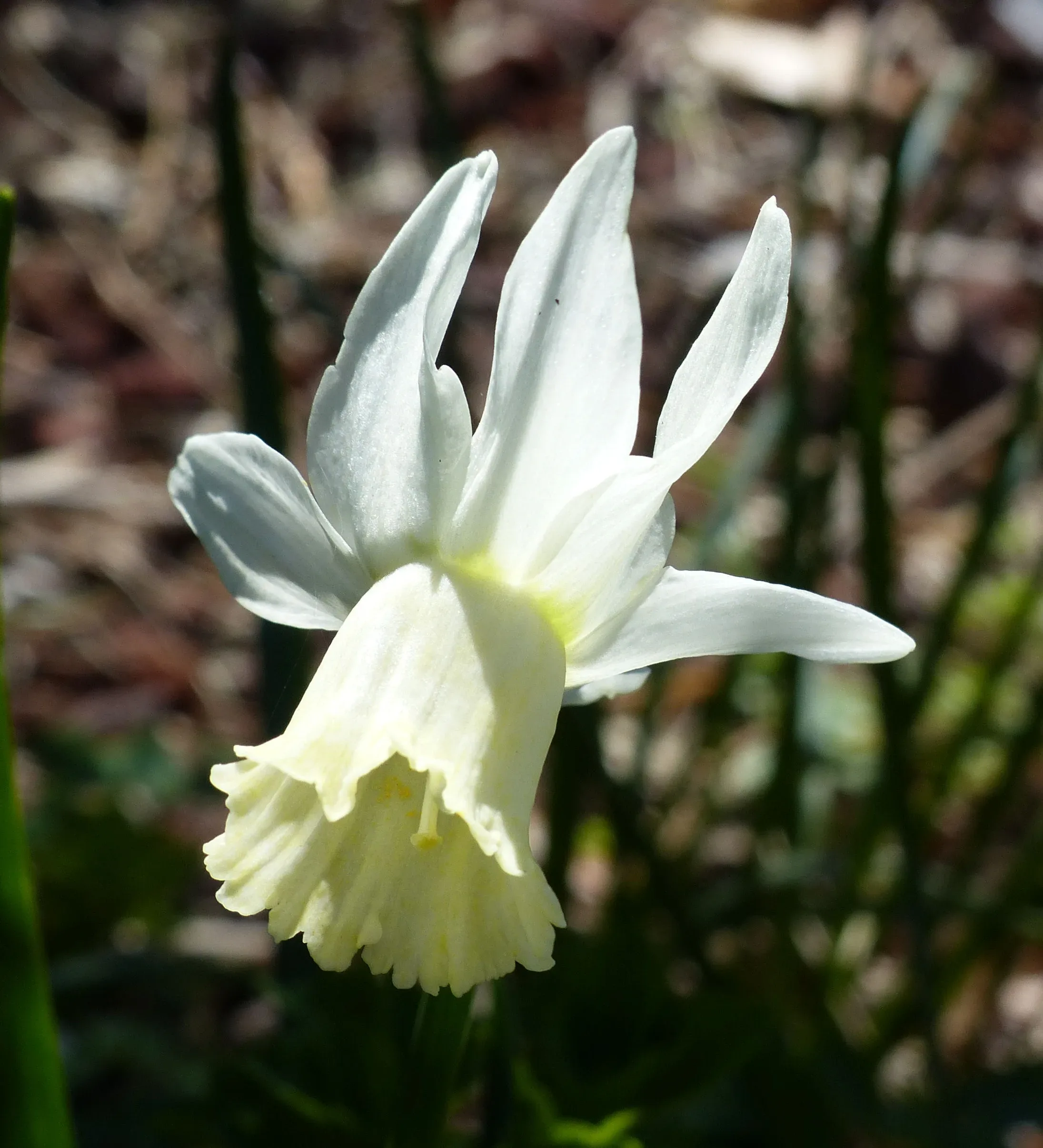 Narciso