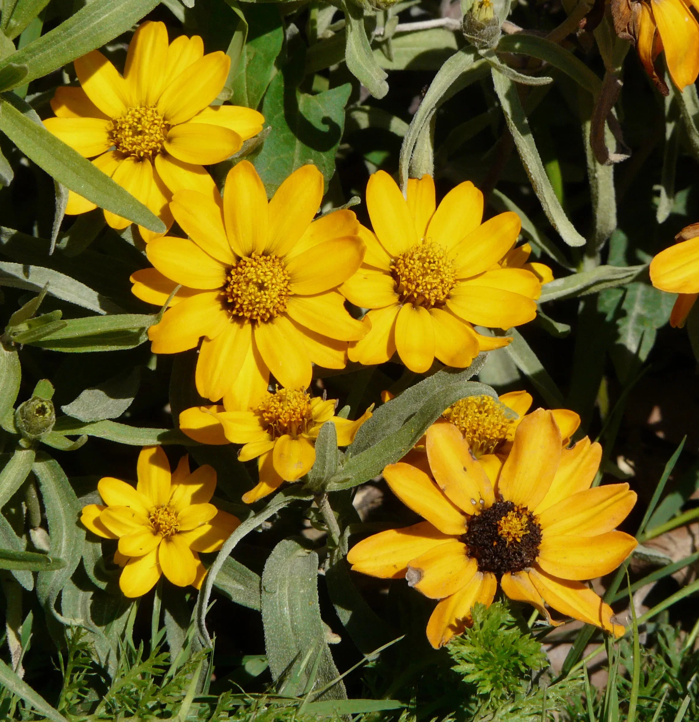 Zinnia a foglia stretta