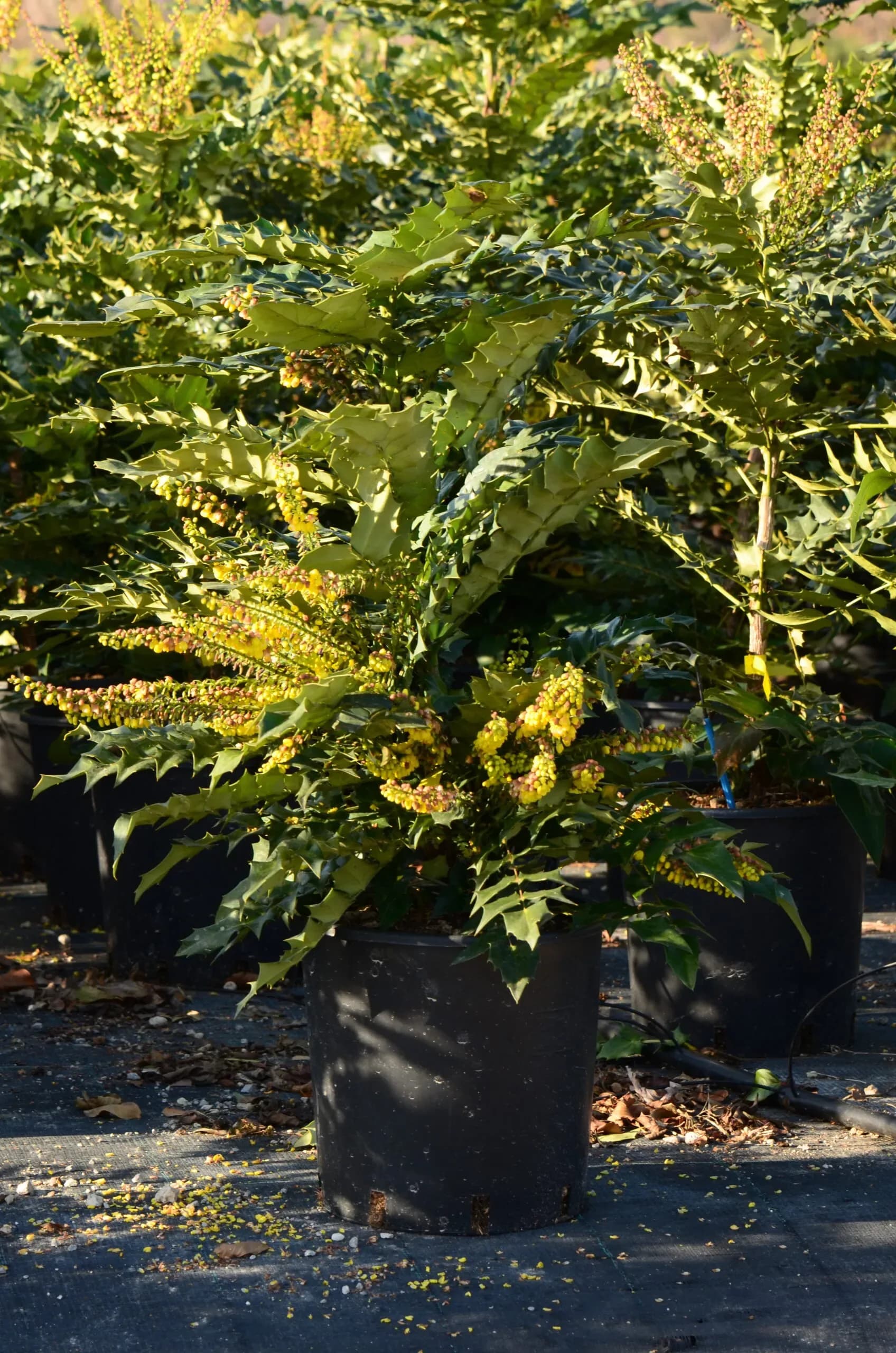 Mahonia