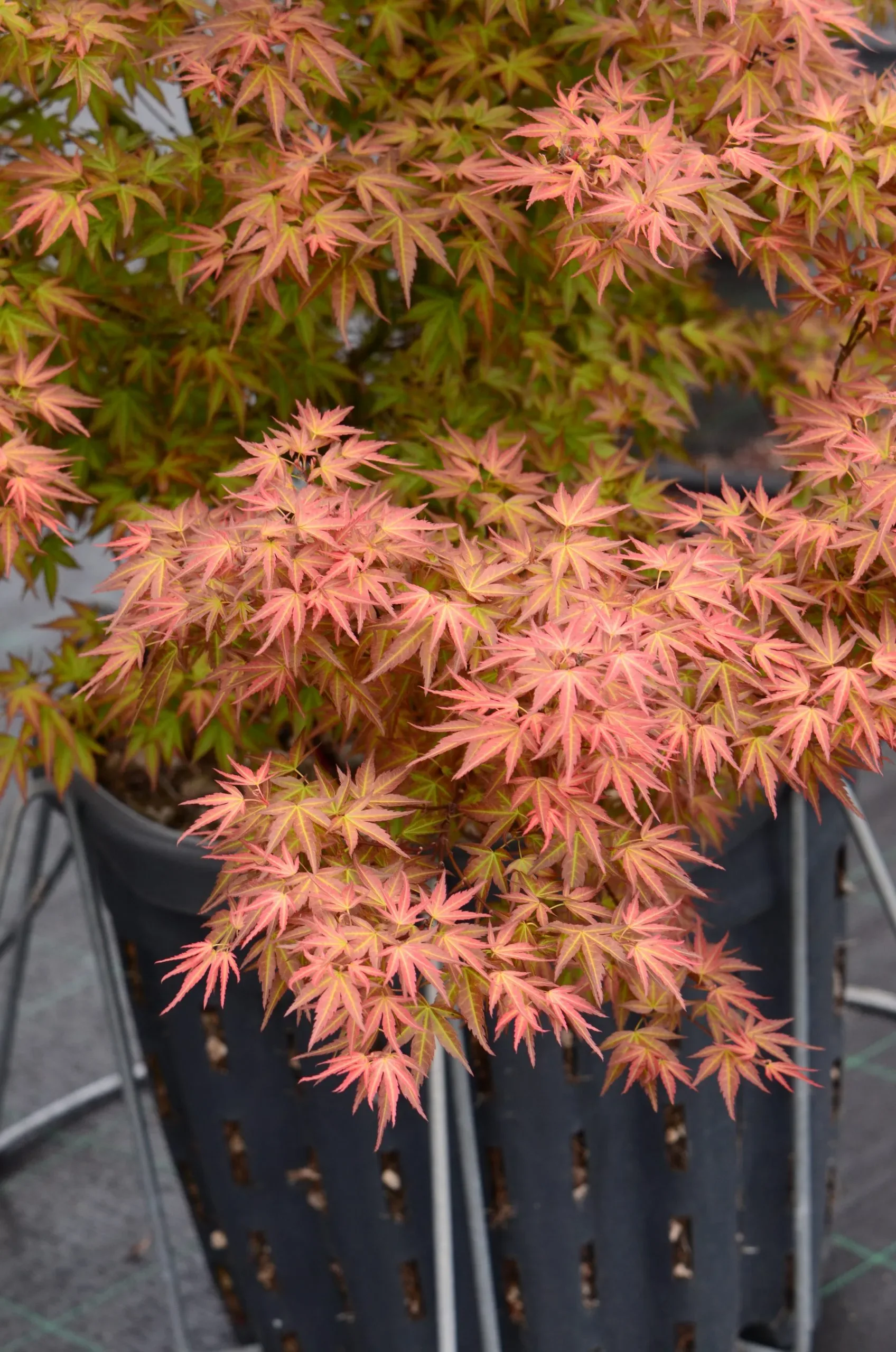 Acero Palmato 'Wilson's Pink Dwarf'
