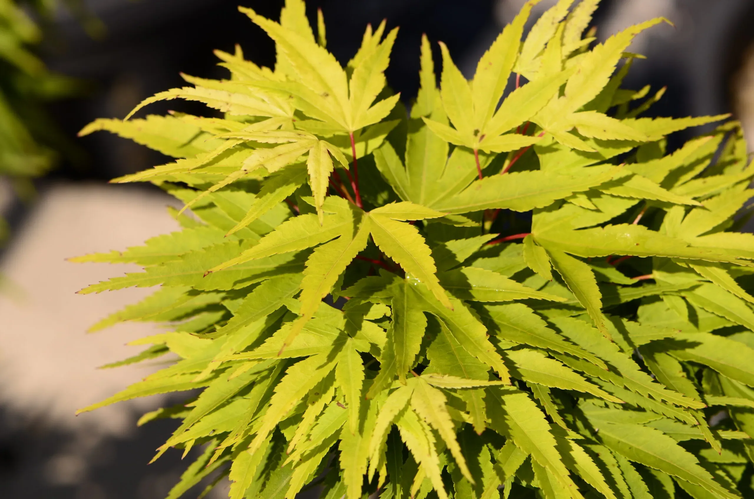 Acero Palmato 'Mikawa Yatsubusa'