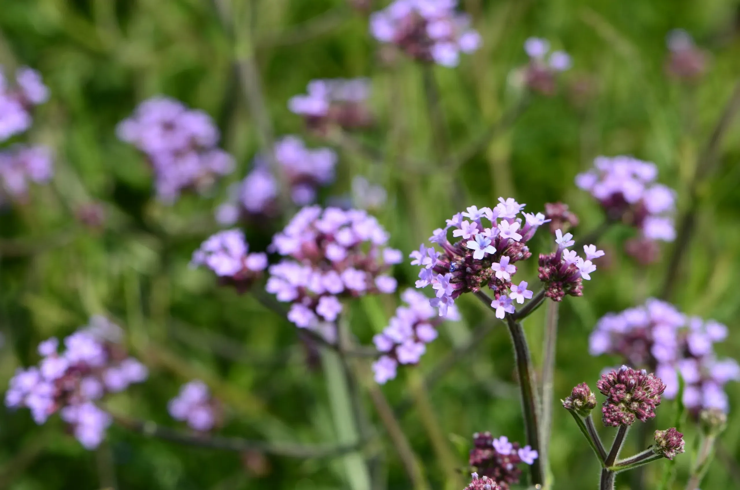 Verbena di Buenos Aires ‘Lollipop’
