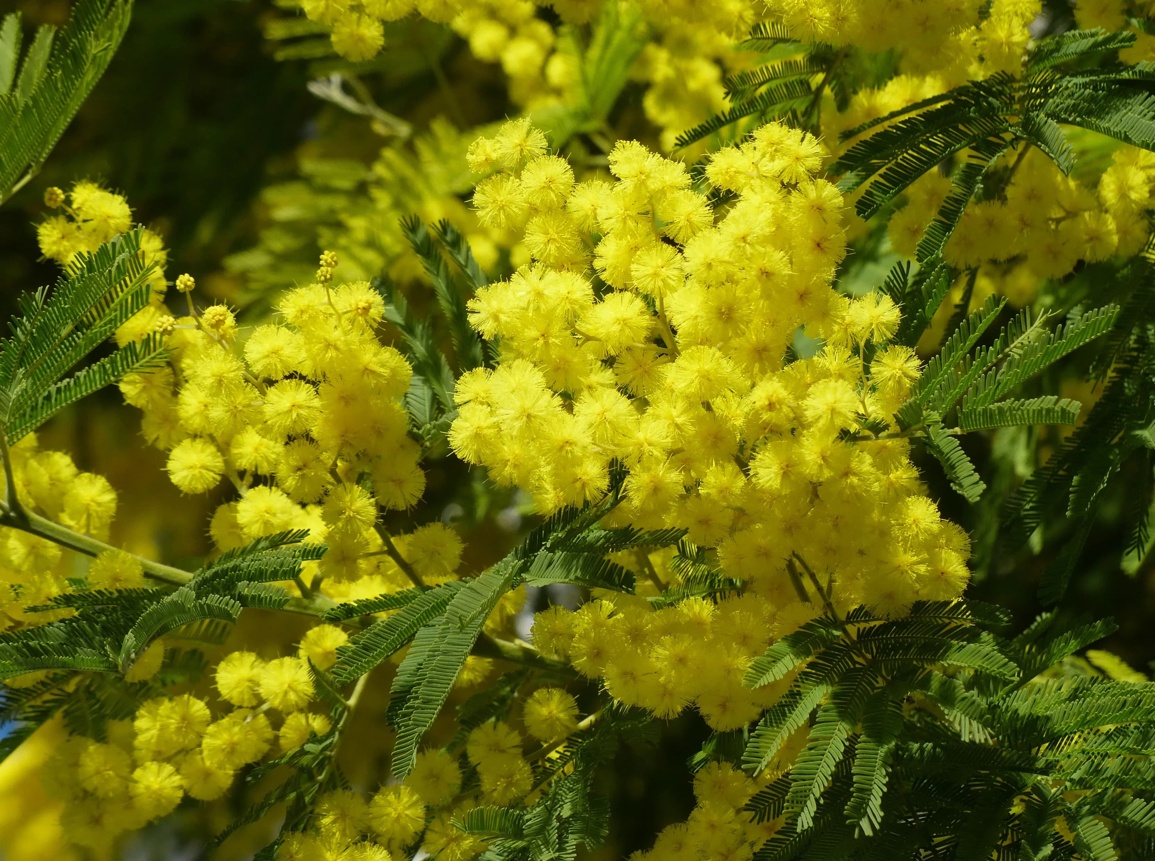 Mimosa