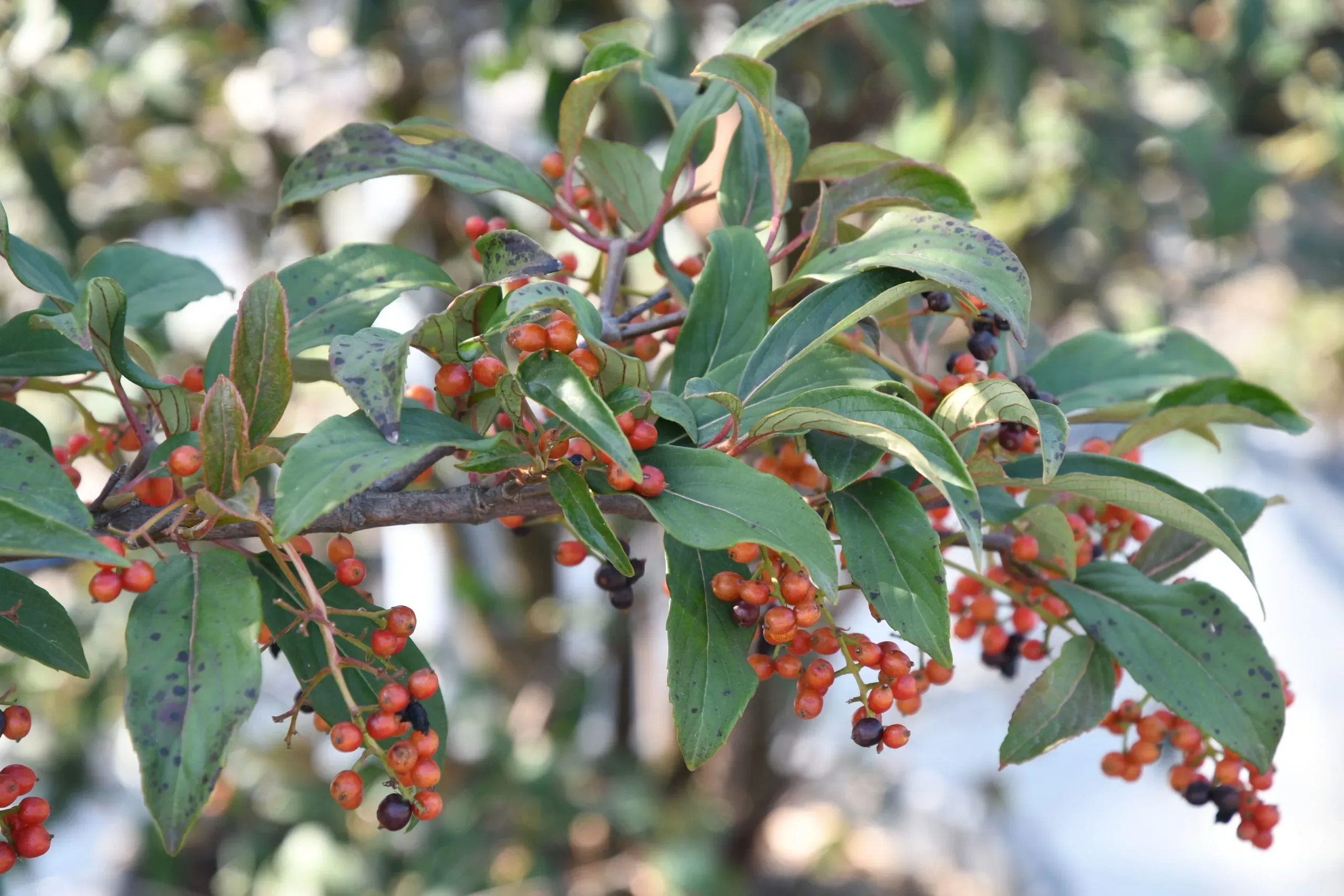 Viburnum x hillieri ‘Winton’