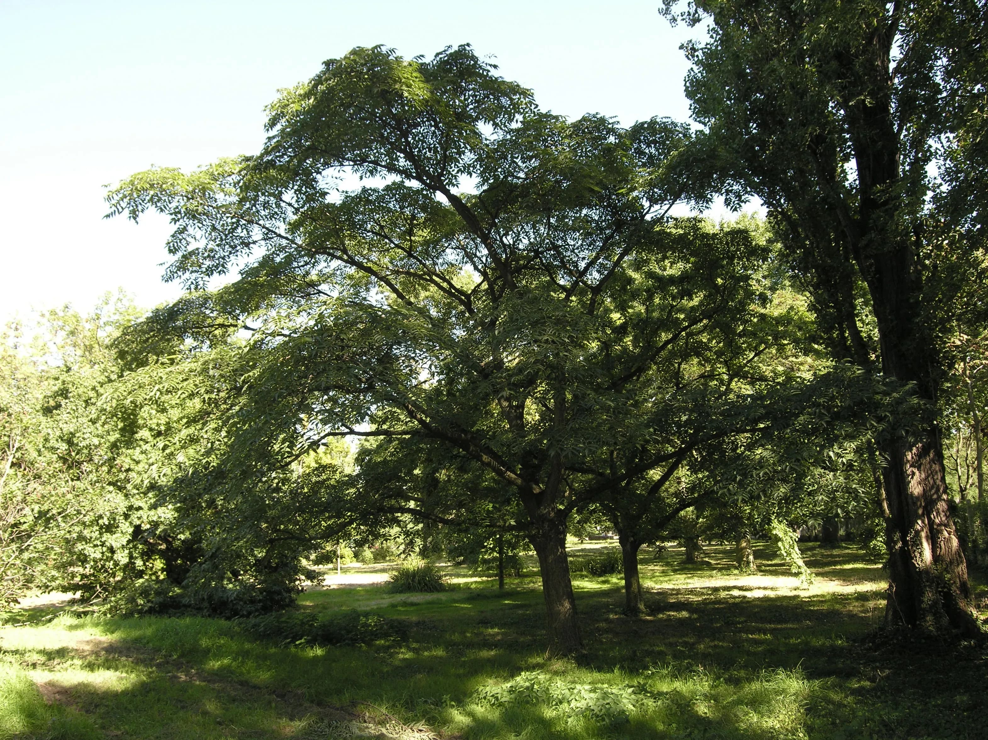 Albero del sughero della Manciuria