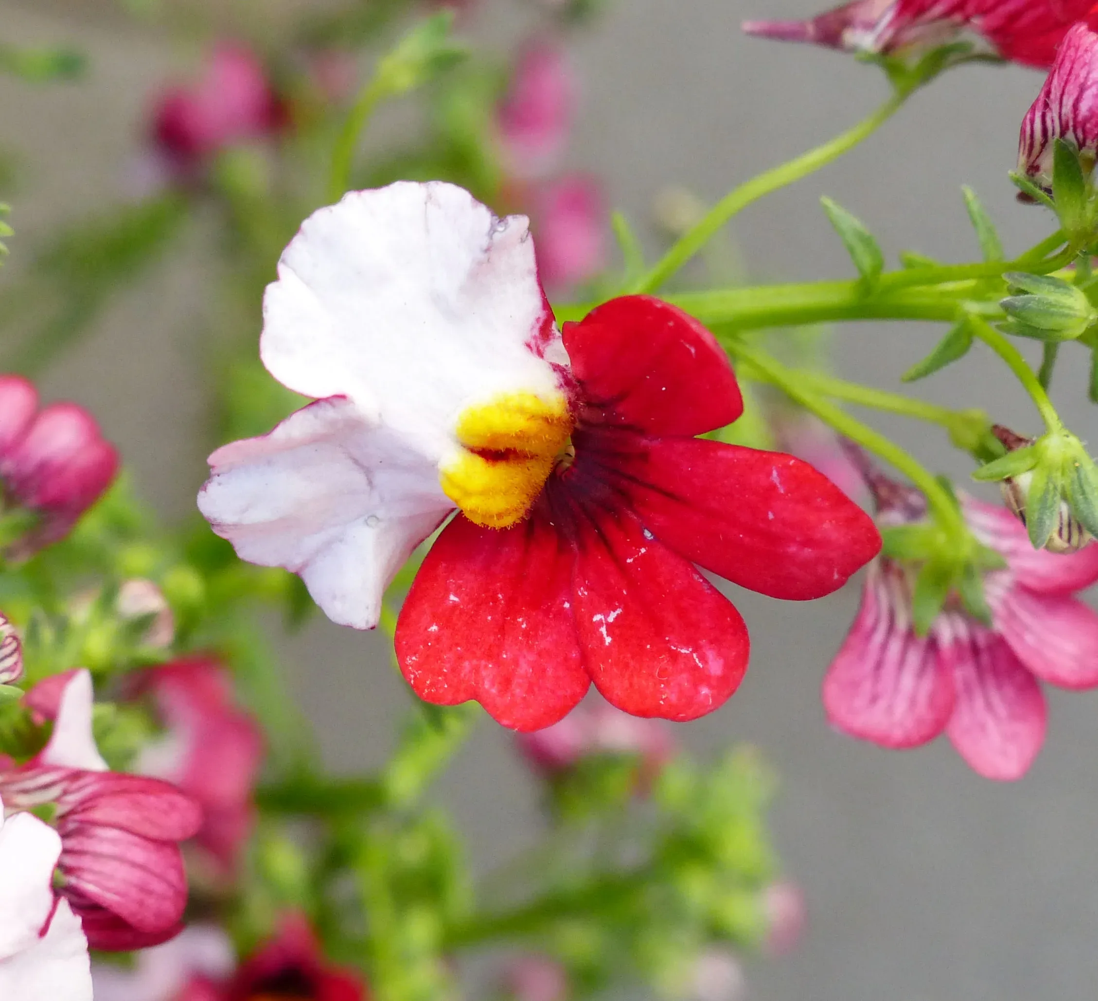 Nemesia