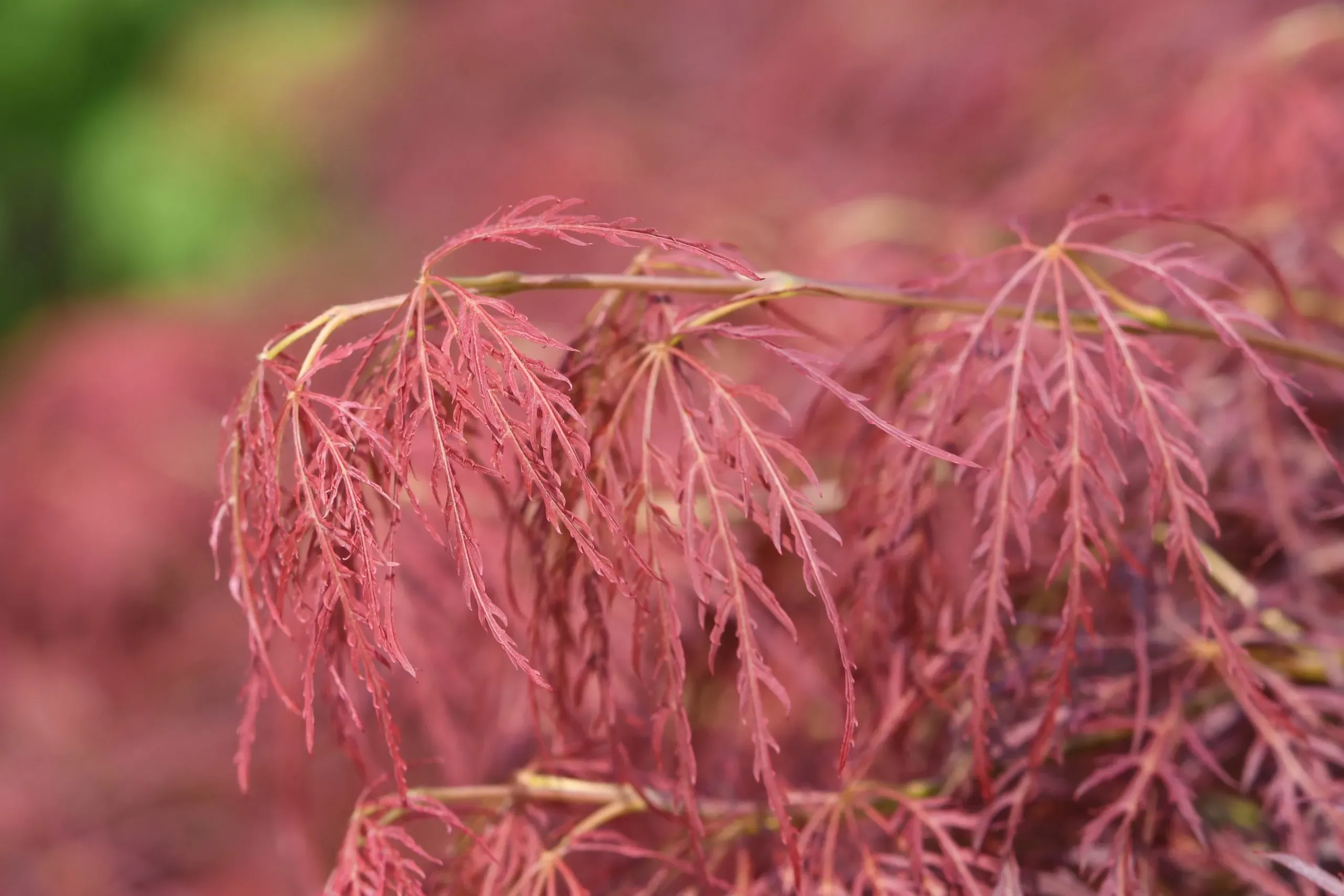 Acero Palmato 'Ornatum'