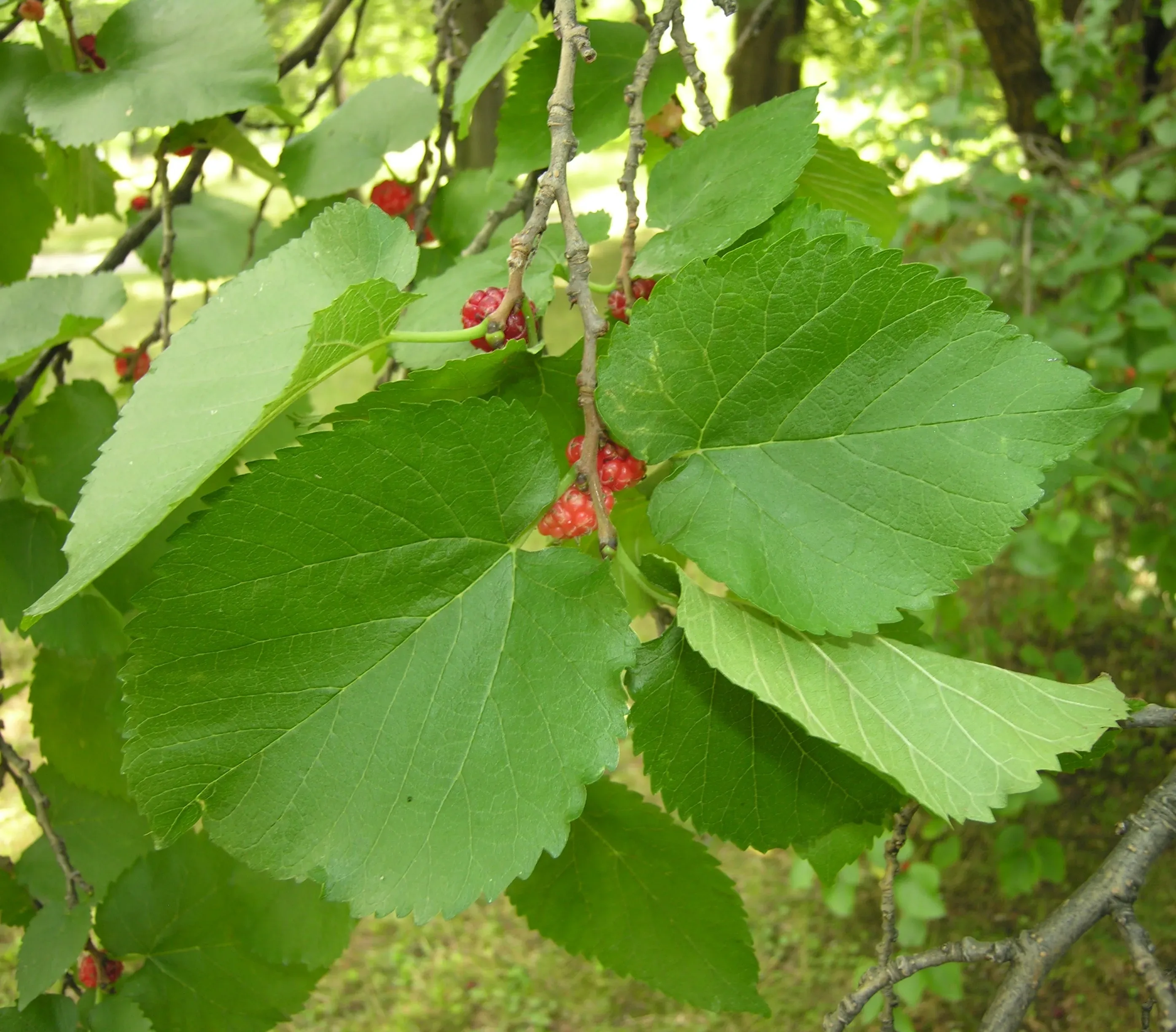 Gelso rosso