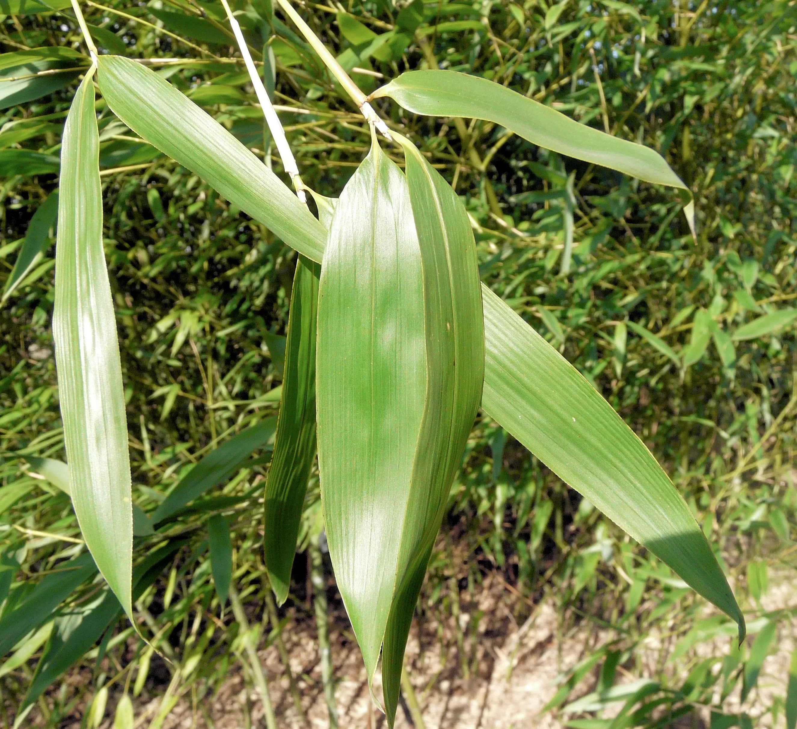 Bamboo Phyllostachys