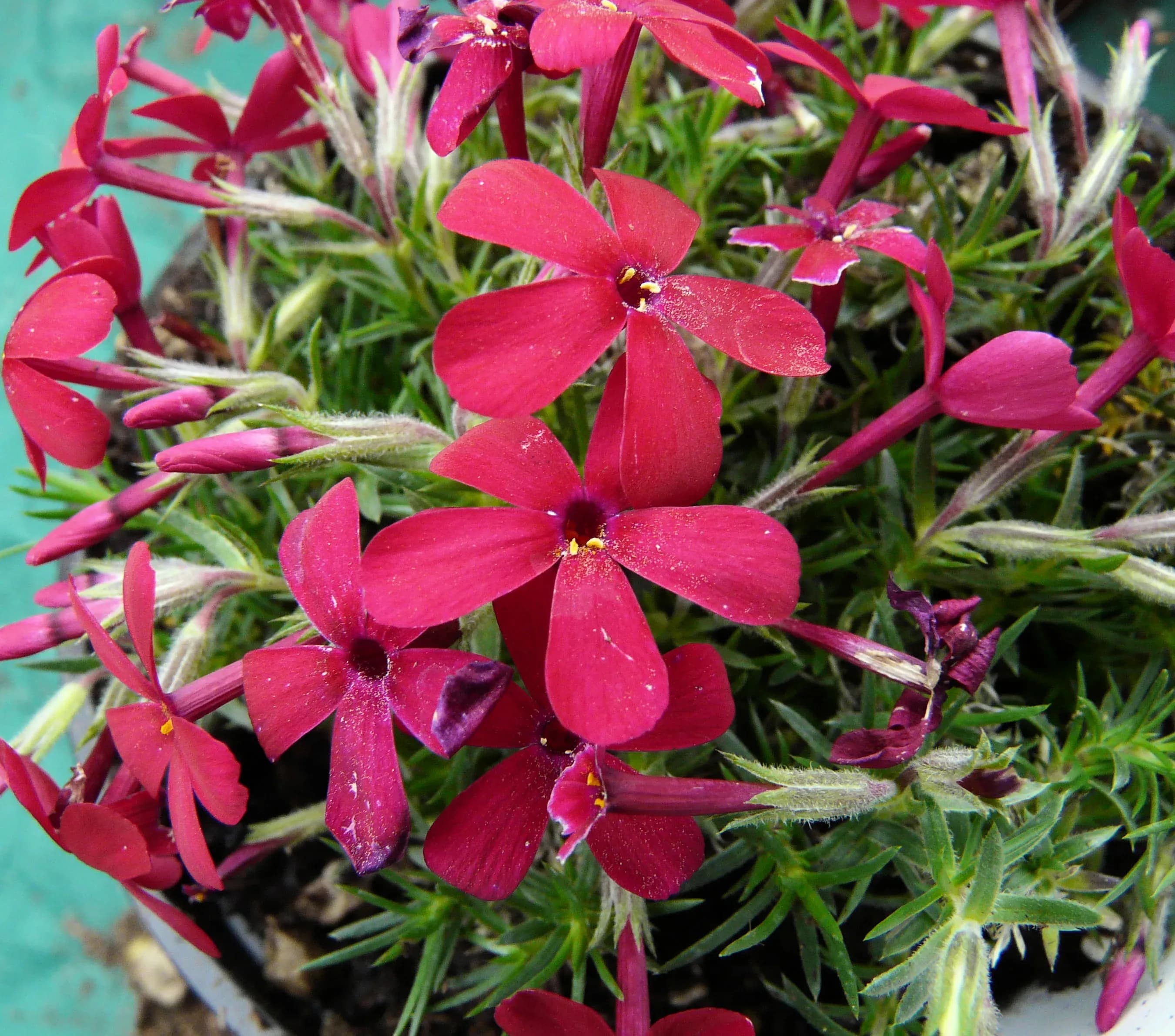 Flox di Douglas