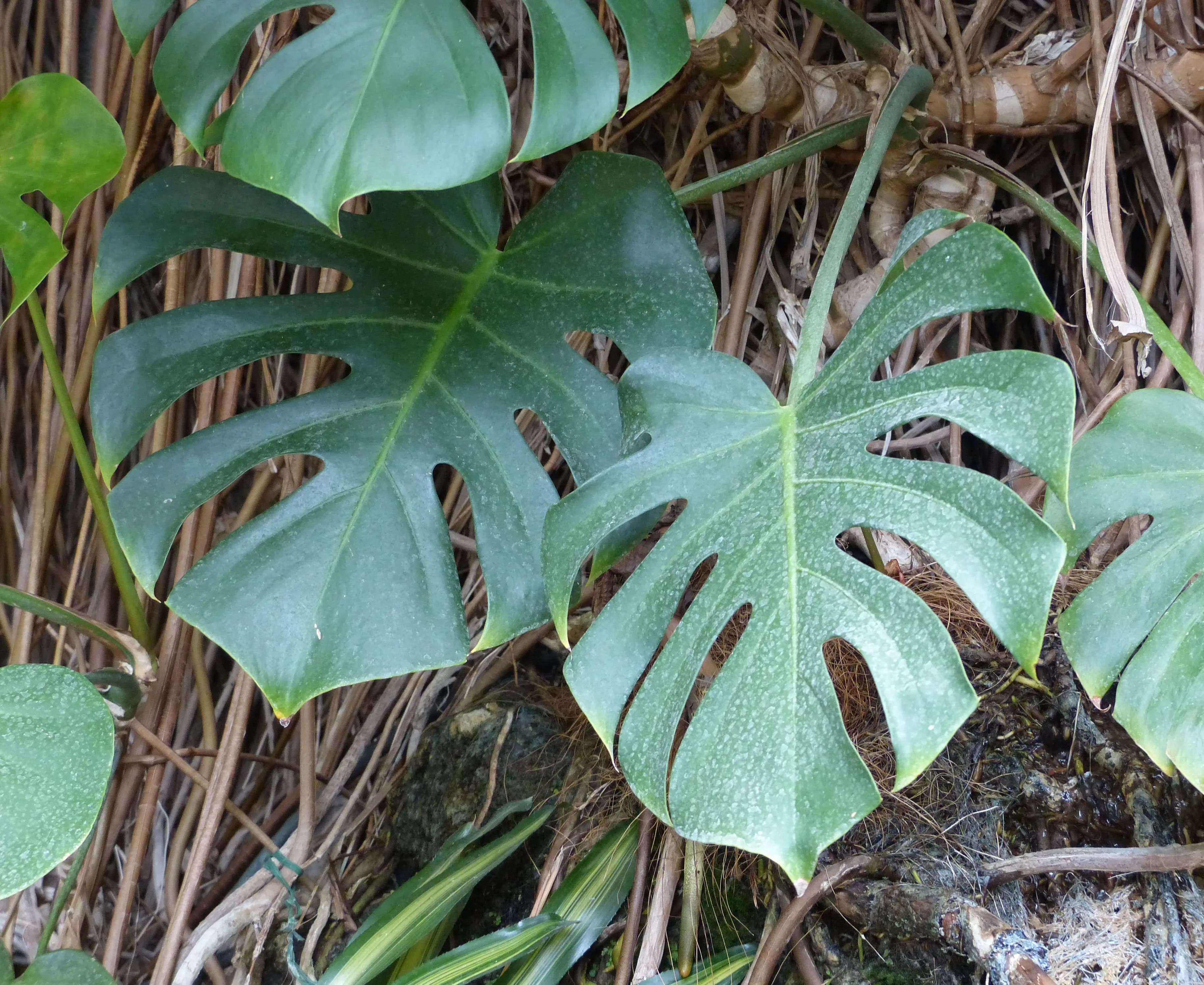 Monstera deliciosa