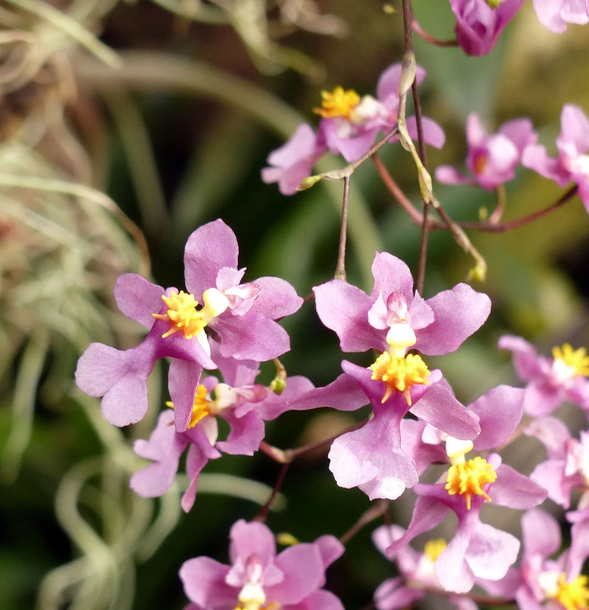 Oncidio (orchidea)