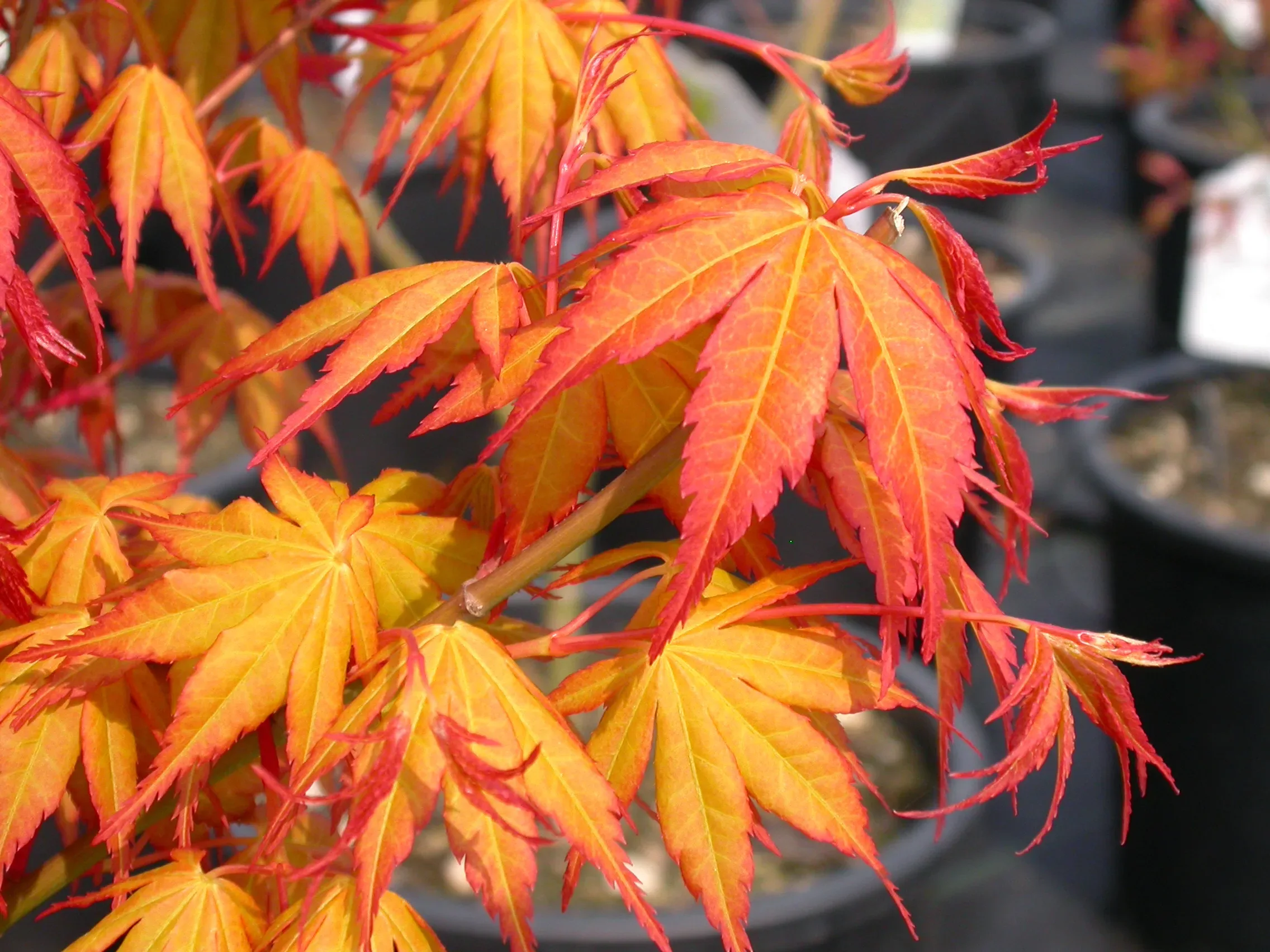 Acero Palmato 'Katsura'