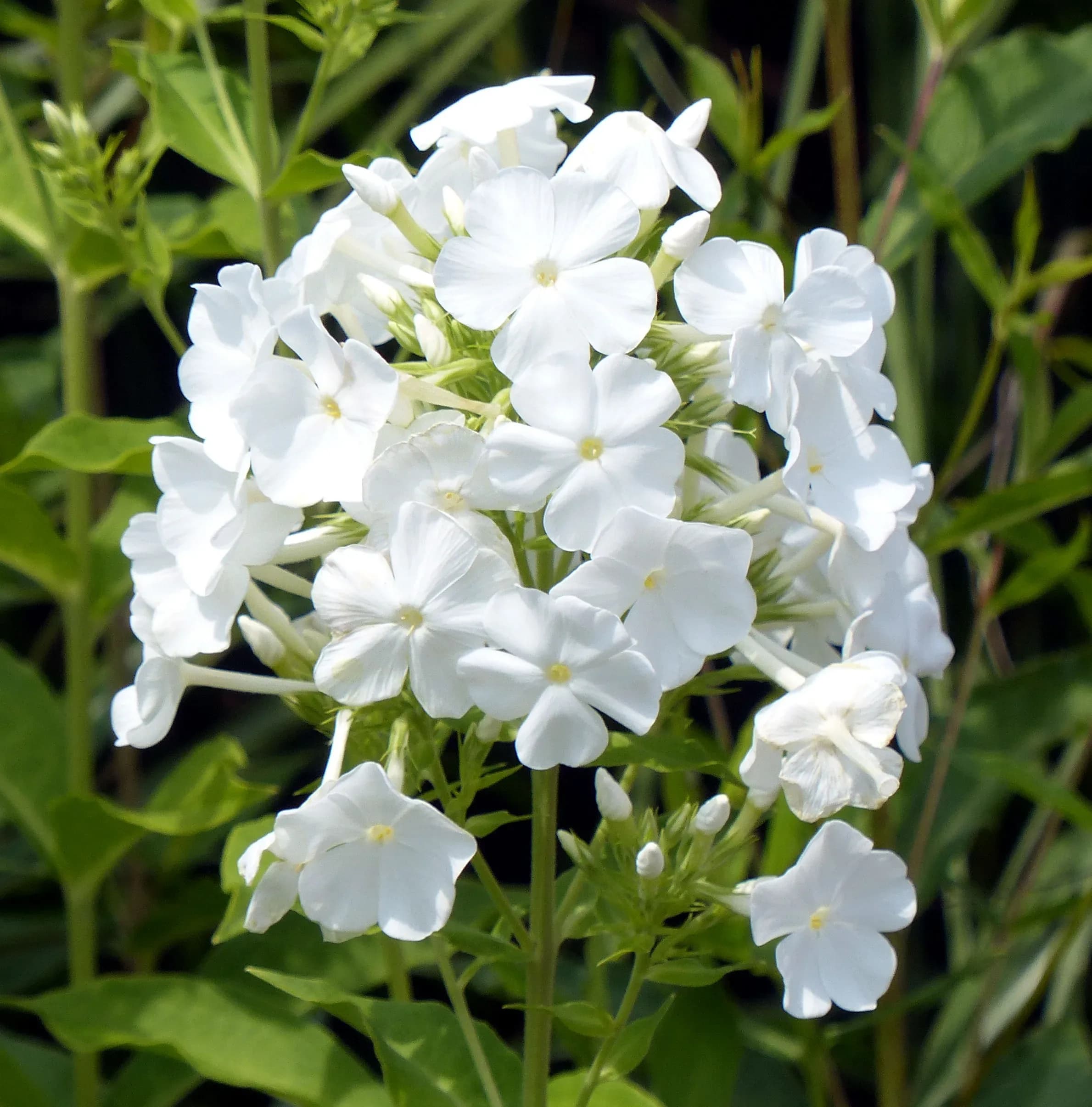 Flox paniculato