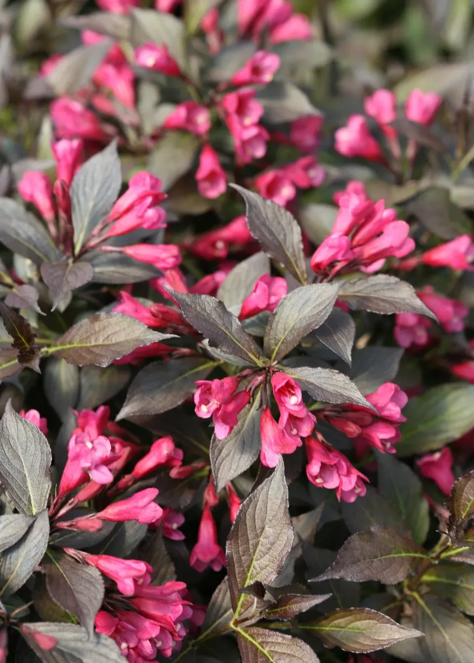 Weigela florida ‘Minor Black’