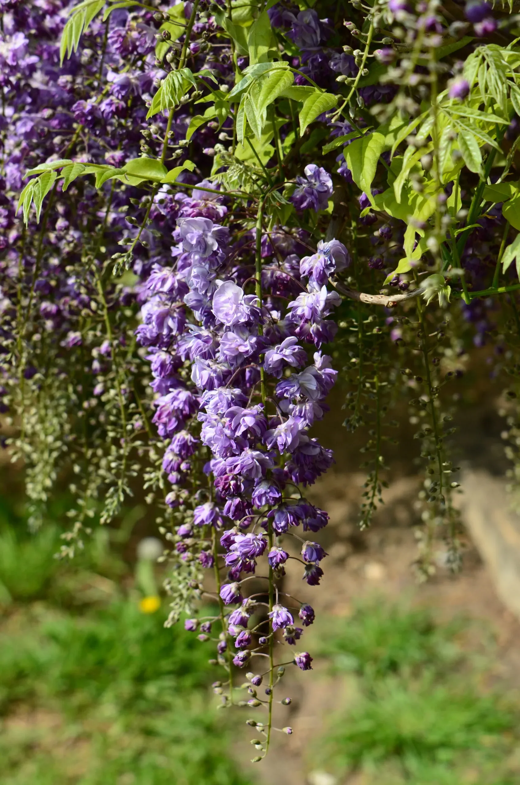 Glicine giapponese ‘Violacea Plena’