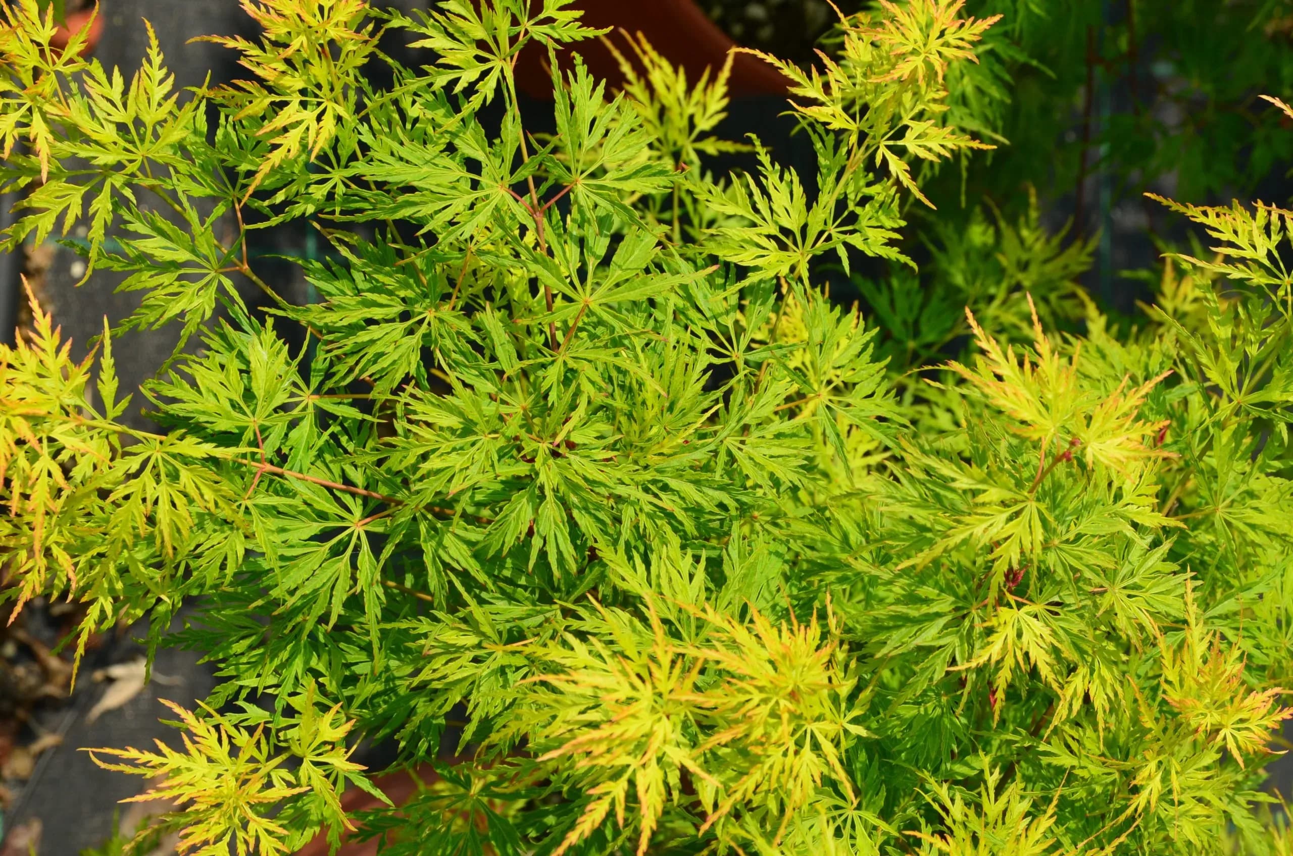 Acero Palmato 'Seiryu'