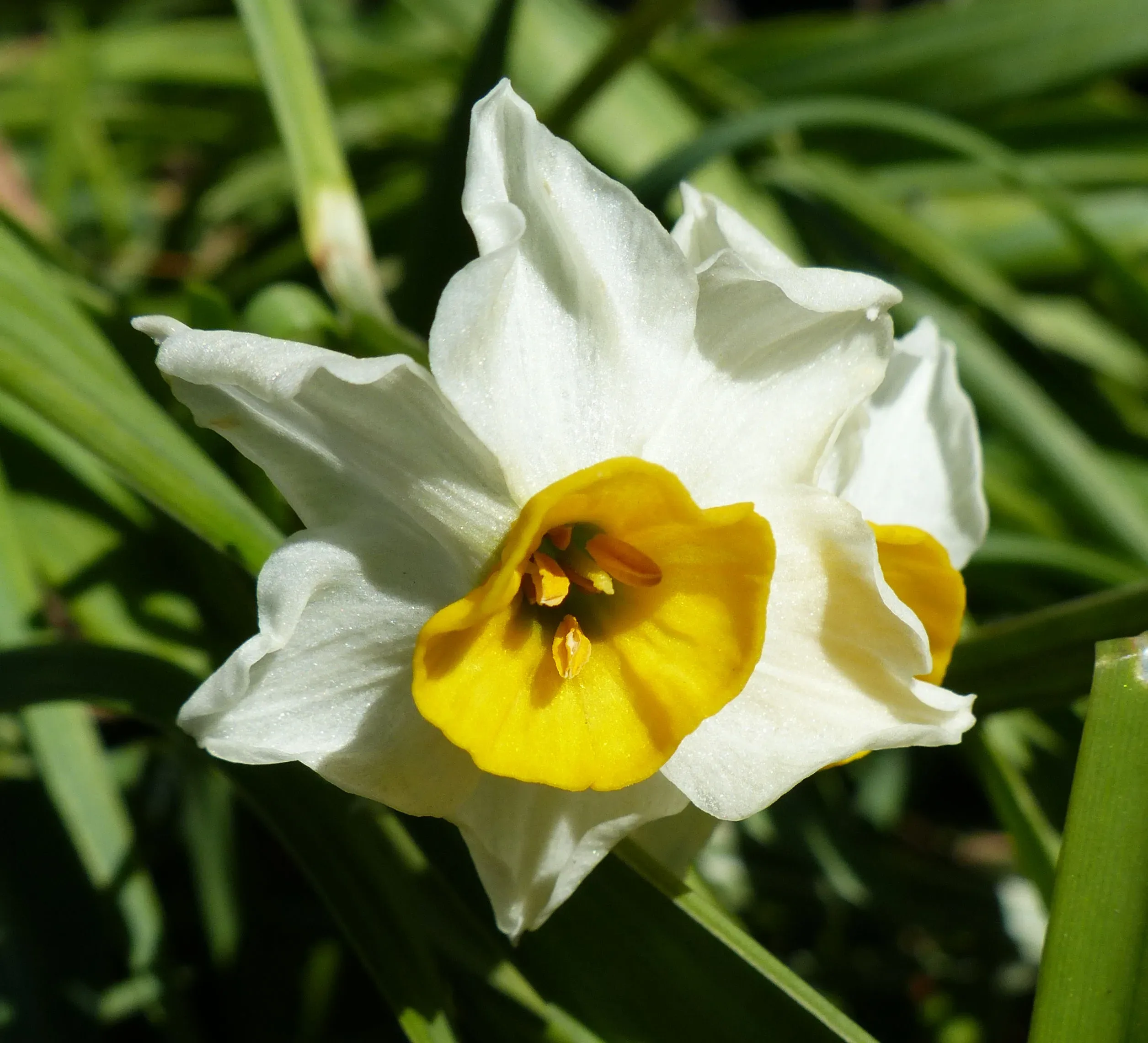 Narciso