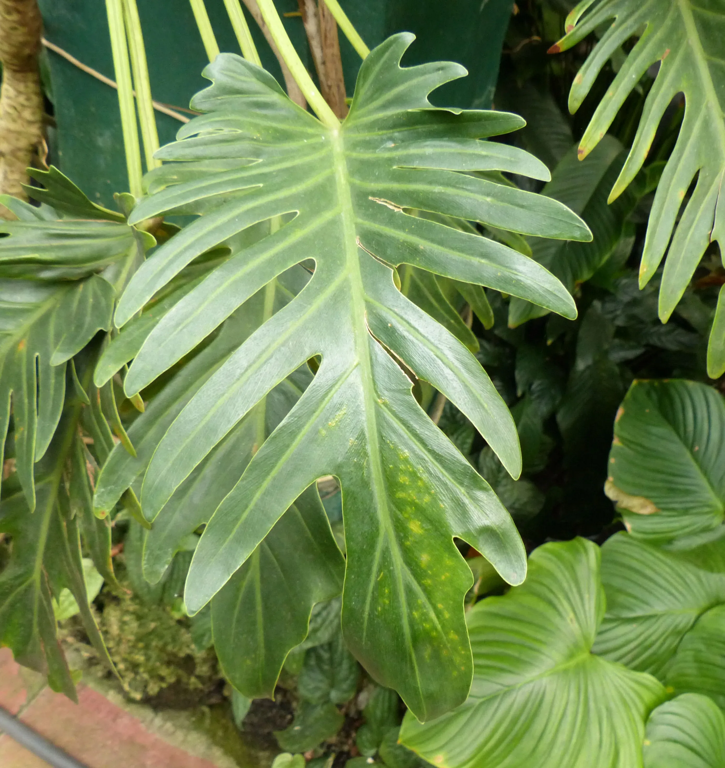 Filodendro 'Xanadu'